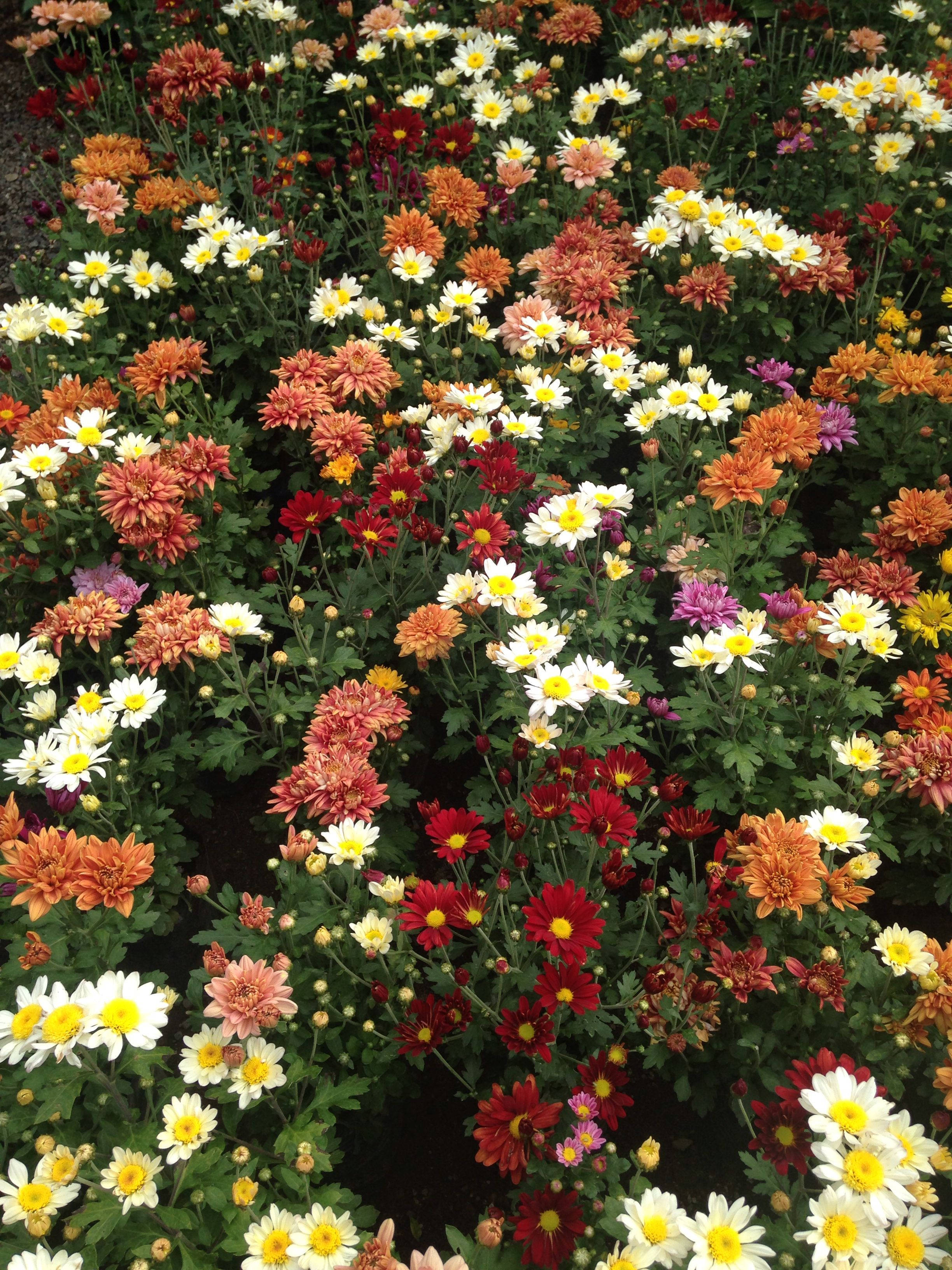 Chrysanthemum 桌布 壁紙 — 一幅充滿活力的菊花掛毯，紅色、橙色、白色和黃色的花朵密密麻麻地開在茂盛的花壇中。