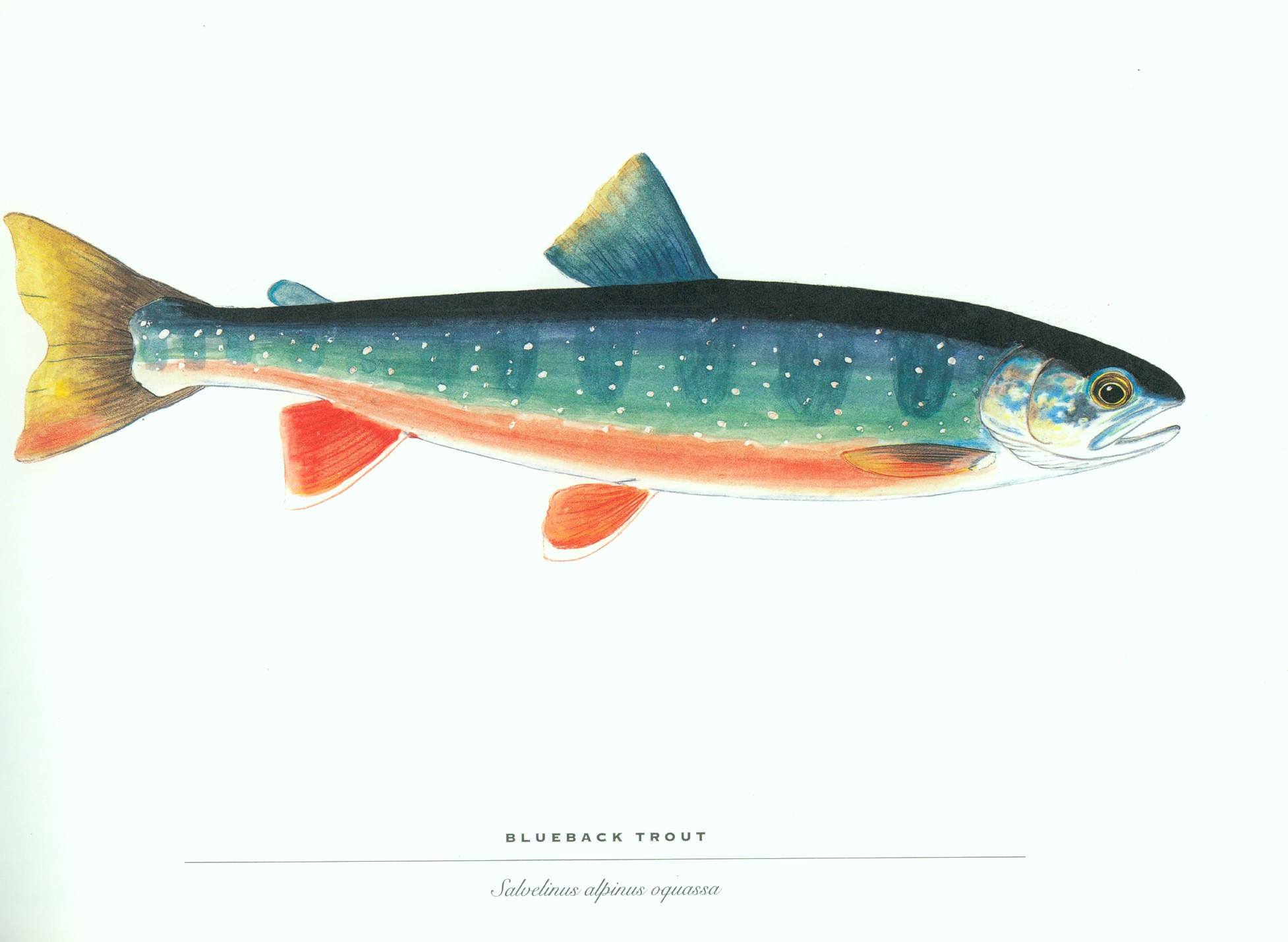 魚 桌布 壁紙 — 一幅充滿活力的藍背鱒魚插圖，帶有斑駁的青綠色身體、紅色魚鰭和黃色尾巴，背景為潔淨的白色。