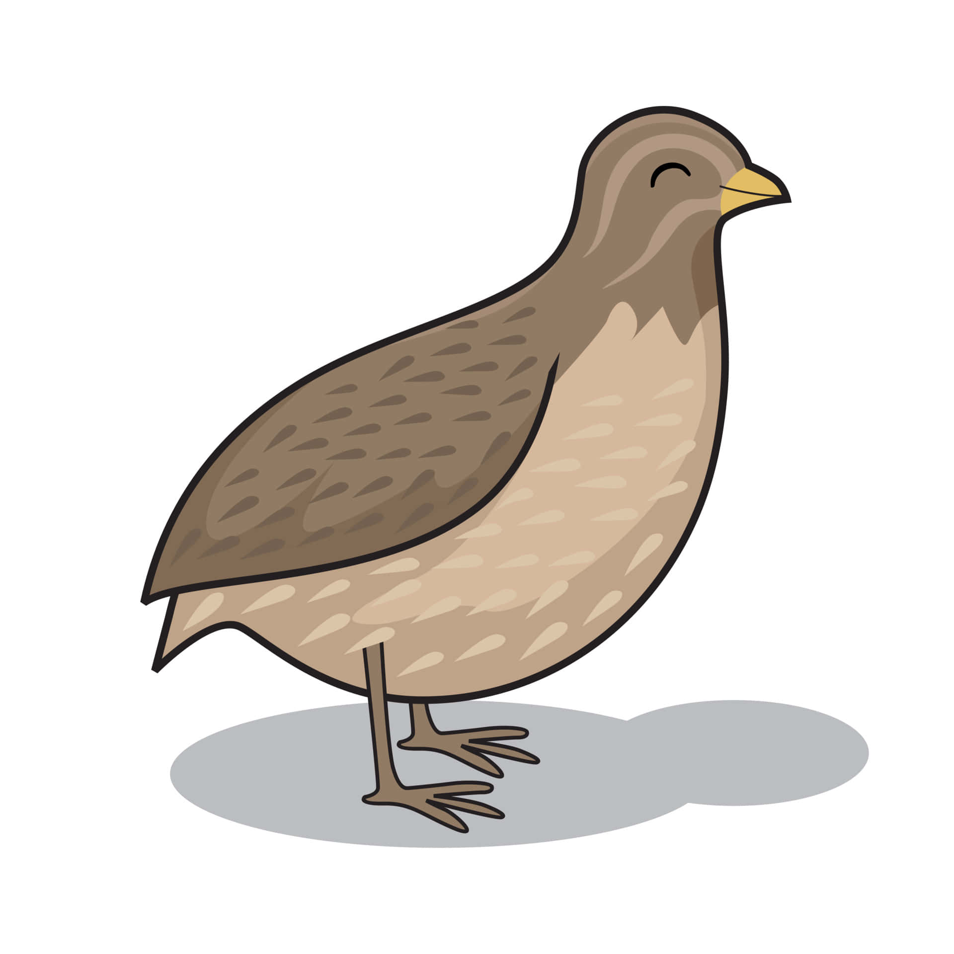 Quail 桌布 壁紙 — 一幅卡通插圖，描繪一隻棕色鳥兒，黃色喙，站在灰色陰影上，背景為白色。
