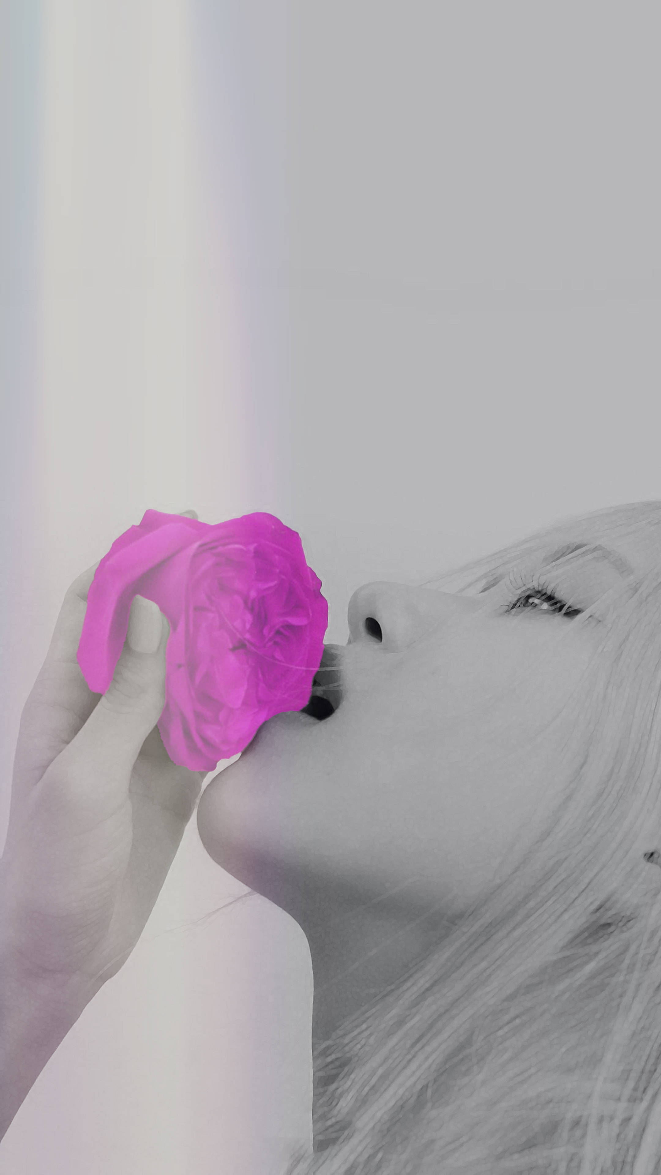 Rose Blackpink 桌布 壁紙 — 一幅單色肖像，一位女士在柔和的漸變背景前輕吻一朵鮮豔的粉紅玫瑰。
