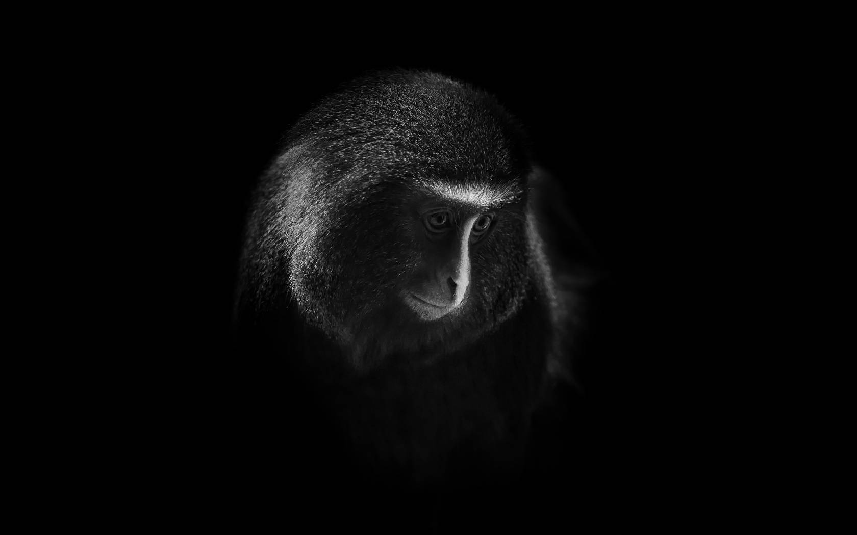 動物 桌布 壁紙 — 一幅單色肖像，猴子的臉在漆黑背景上被照亮。