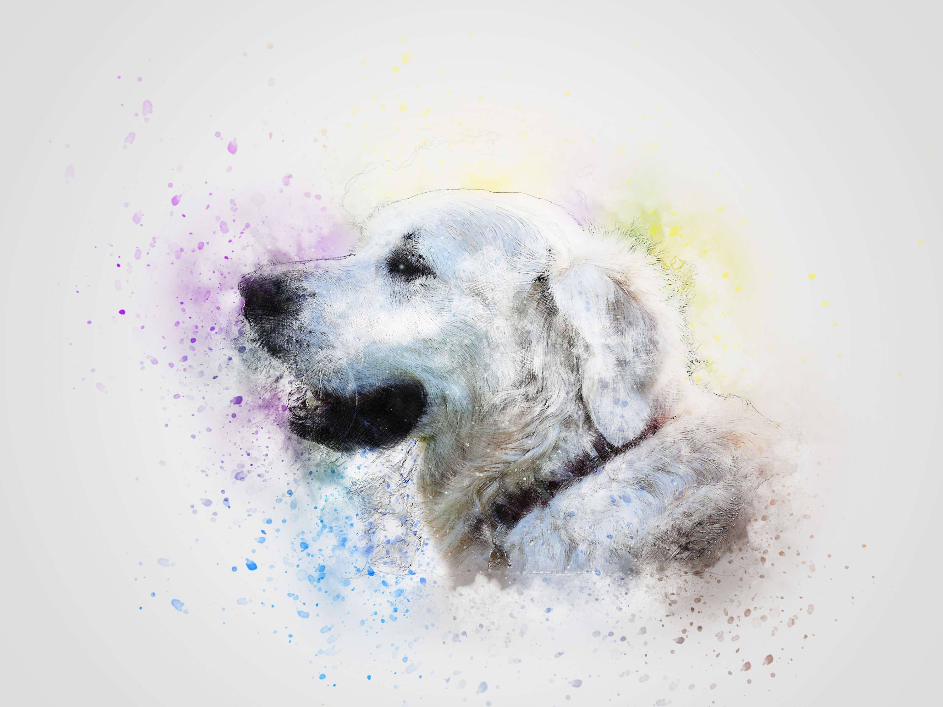 Dog Art 桌布 壁紙 — 一幅寧靜的白狗肖像，頭部周圍有色彩繽紛的水彩飛濺，在柔和的灰色背景上綻放。