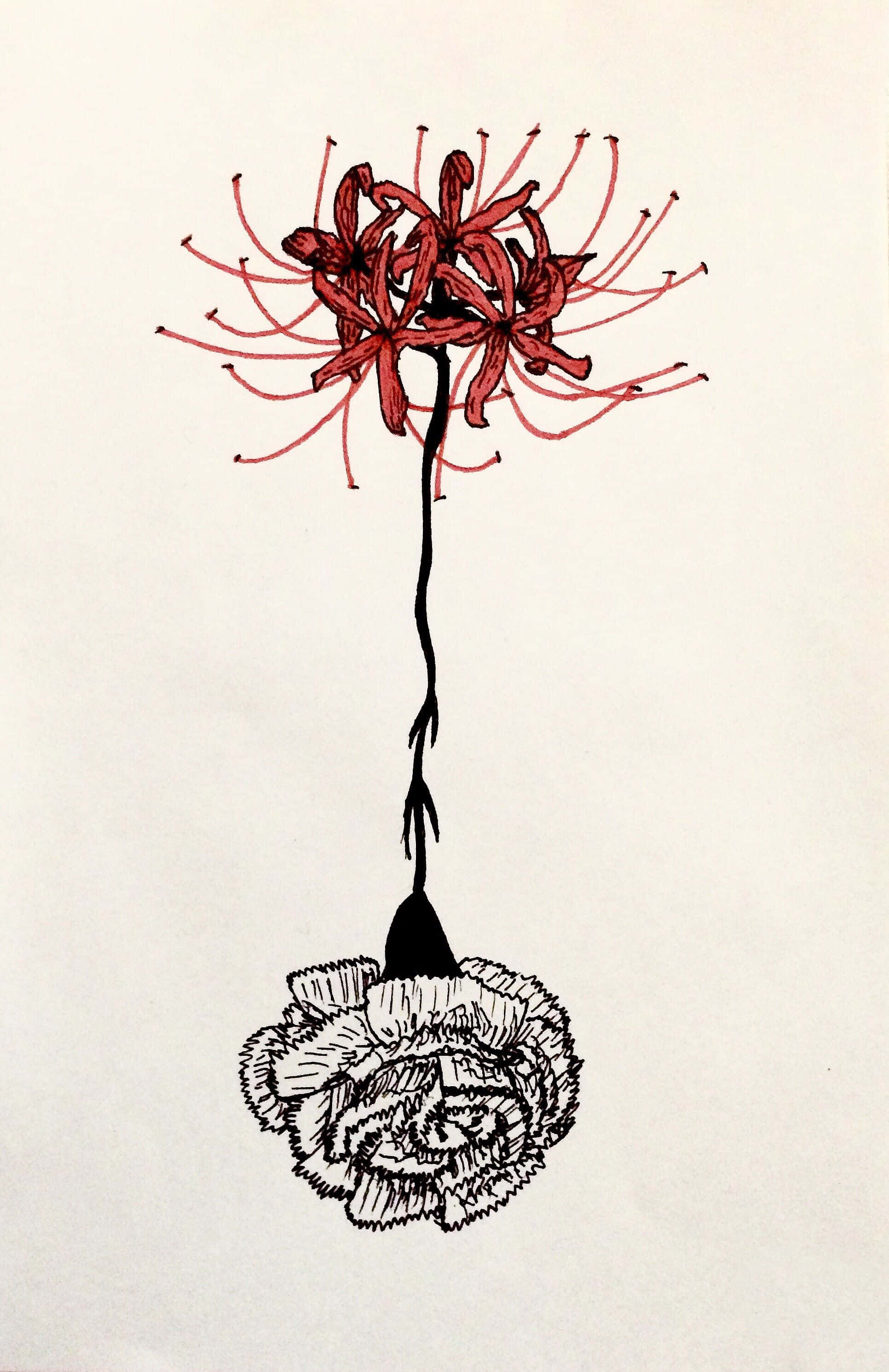 東京喰種 桌布 壁紙 — 一幅引人注目的插圖，描繪了一朵紅色的彼岸花，帶有黑色的莖和詳細的白色根系，背景為純色。
