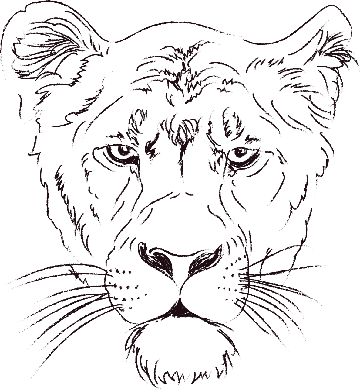 Lioness 桌布 壁紙 — 一幅引人注目的深紫色線條藝術插圖，描繪獅子臉部在黑色背景上強烈凝視。