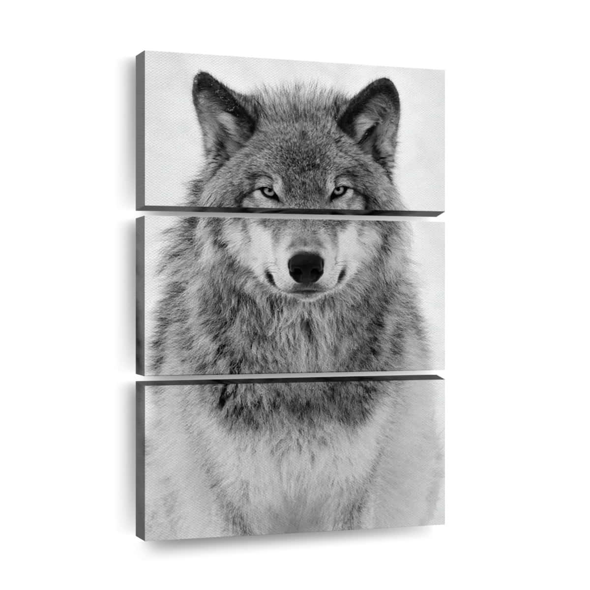 Wolf Art 桌布 壁紙 — 一幅引人注目的黑白三聯畫狼肖像，狼以銳利的眼睛和細緻的毛髮質感凝視著。