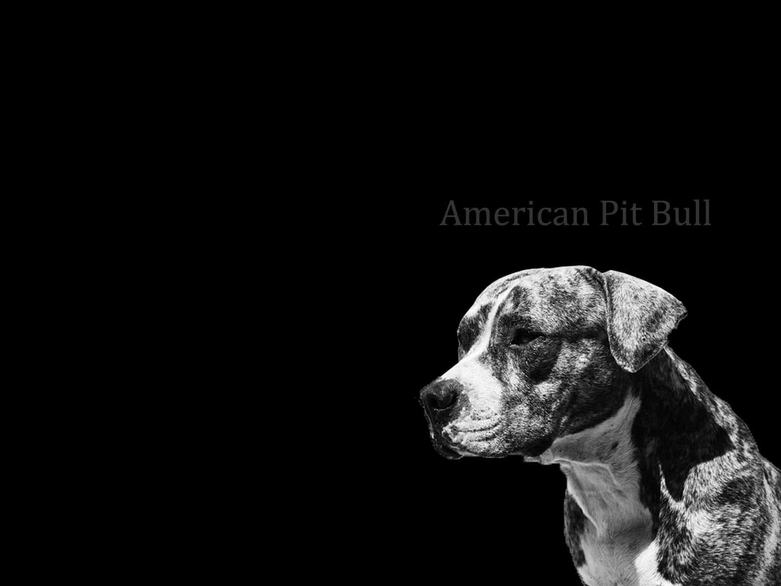 Black Pitbull 桌布 壁紙 — 一幅引人注目的黑白側面美國比特鬥牛犬肖像，背景為純黑色。