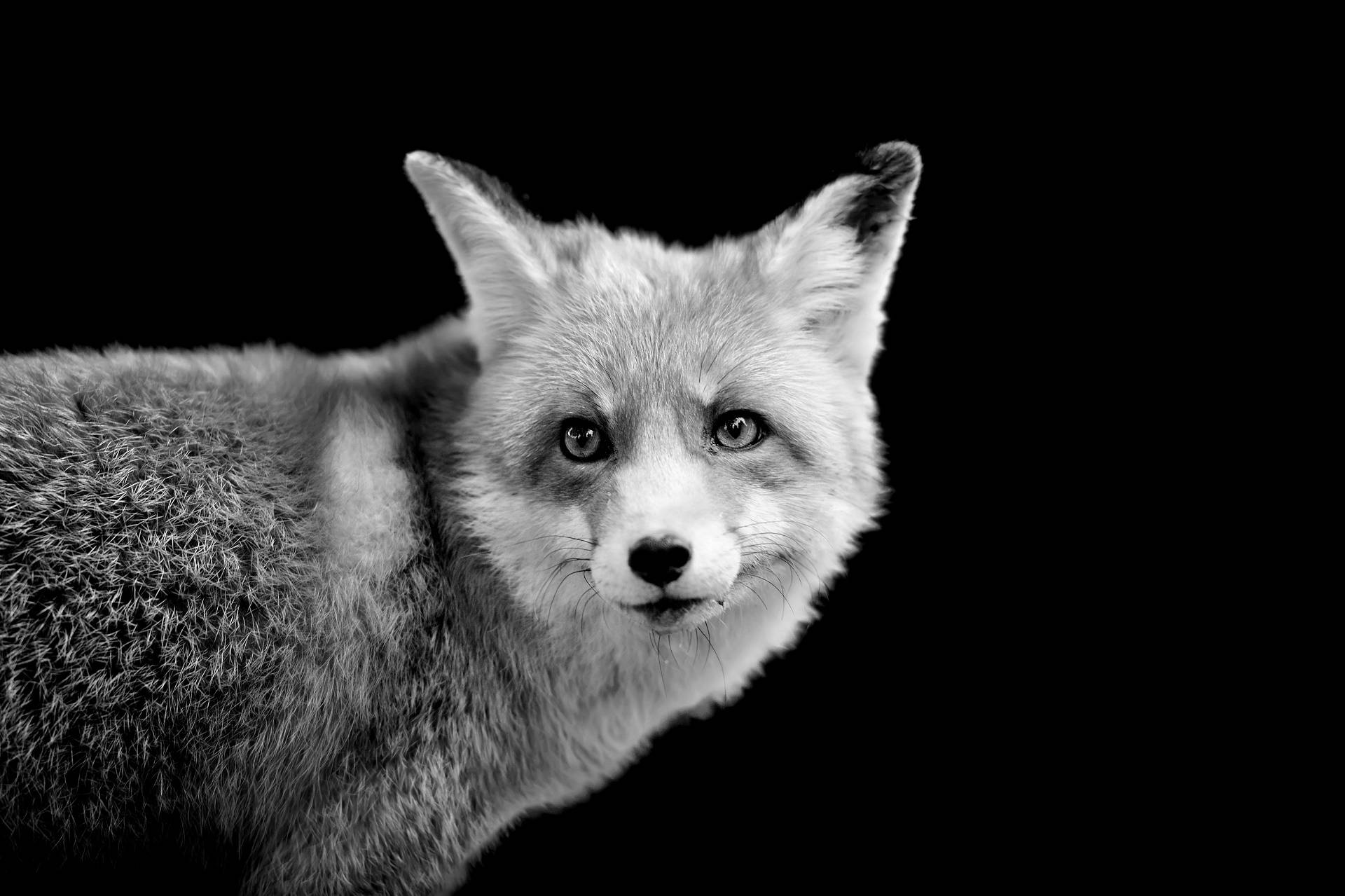 White Fox 桌布 壁紙 — 一幅引人注目的黑白狐狸肖像，眼神銳利，背景為純黑色。