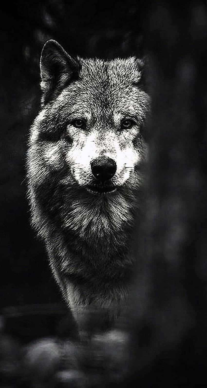 Wolf Phone 桌布 壁紙 — 一幅引人注目的黑白狼肖像，從黑暗森林中凝視，毛髮細緻，眼神銳利。