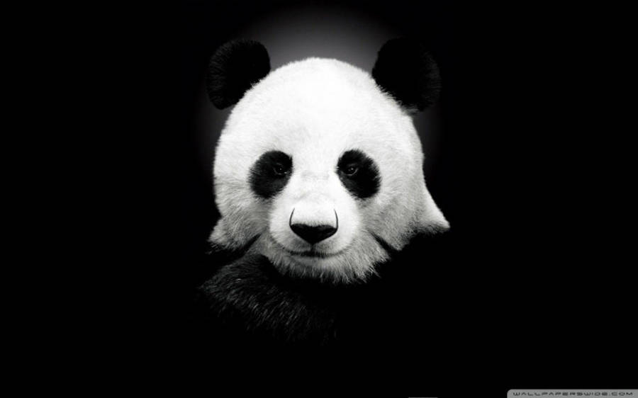 Beautiful Panda 桌布 壁紙 — 一幅引人注目的黑白肖像，展示大熊貓的臉在黑暗背景上被照亮。