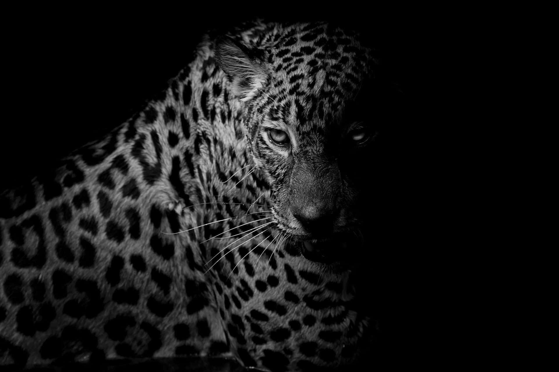 Black And White Animal 桌布 壁紙 — 一幅引人注目的黑白豹子肖像，眼睛銳利，背景黑暗。