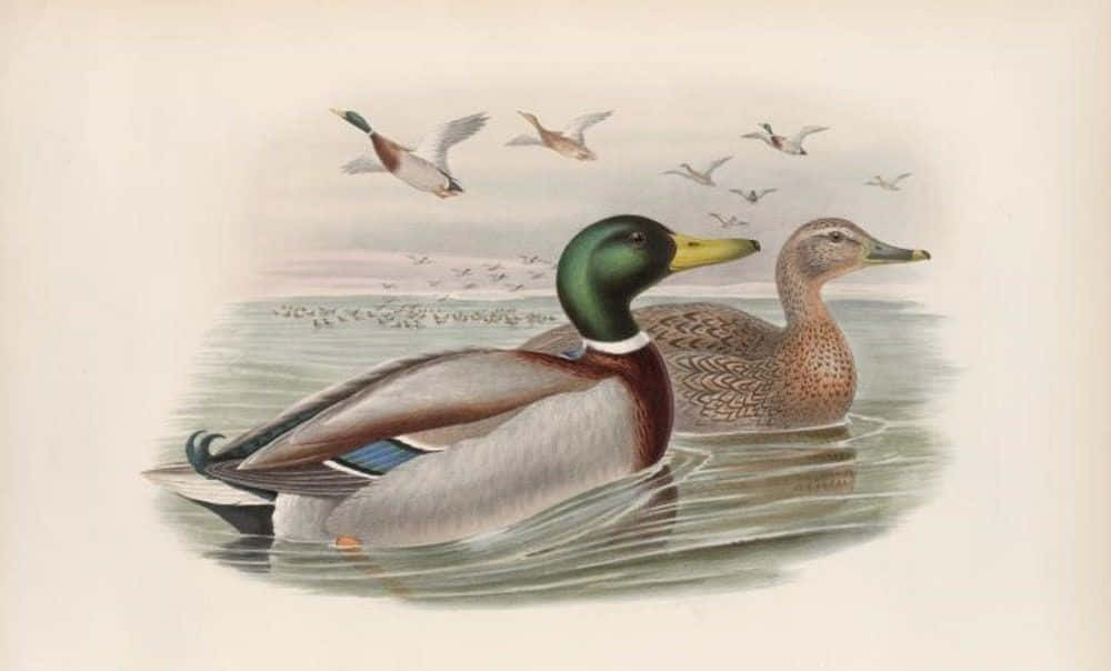 Mallard Duck 桌布 壁紙 — 一幅復古插圖，描繪一對雄性與雌性綠頭鴨在平靜的水中游泳，其他鴨子在頭頂飛翔。