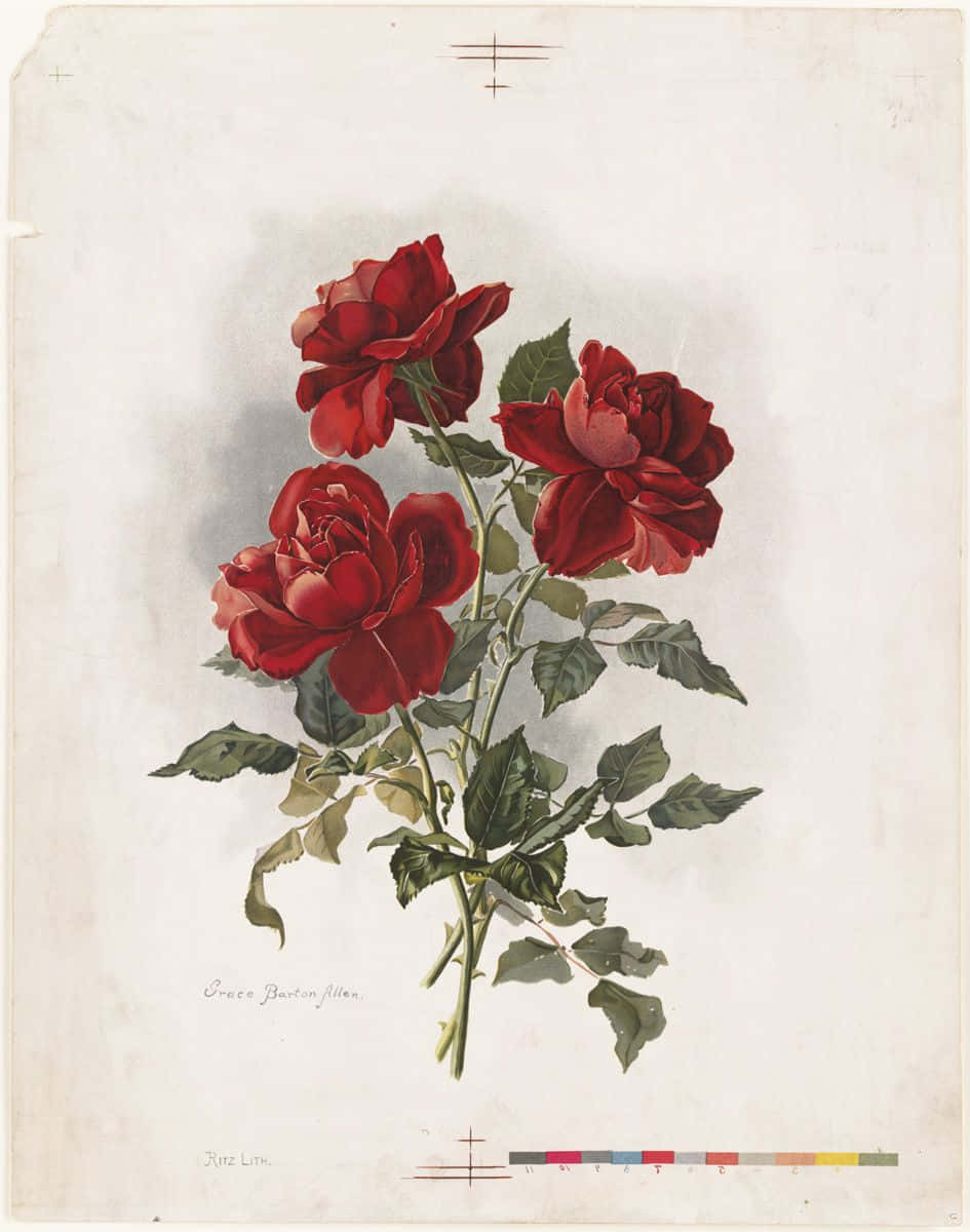 Vintage Rose 桌布 壁紙 — 一幅復古植物插圖，描繪三朵深紅玫瑰，帶有詳細的綠色葉子，位於有紋理的米白色紙張上。