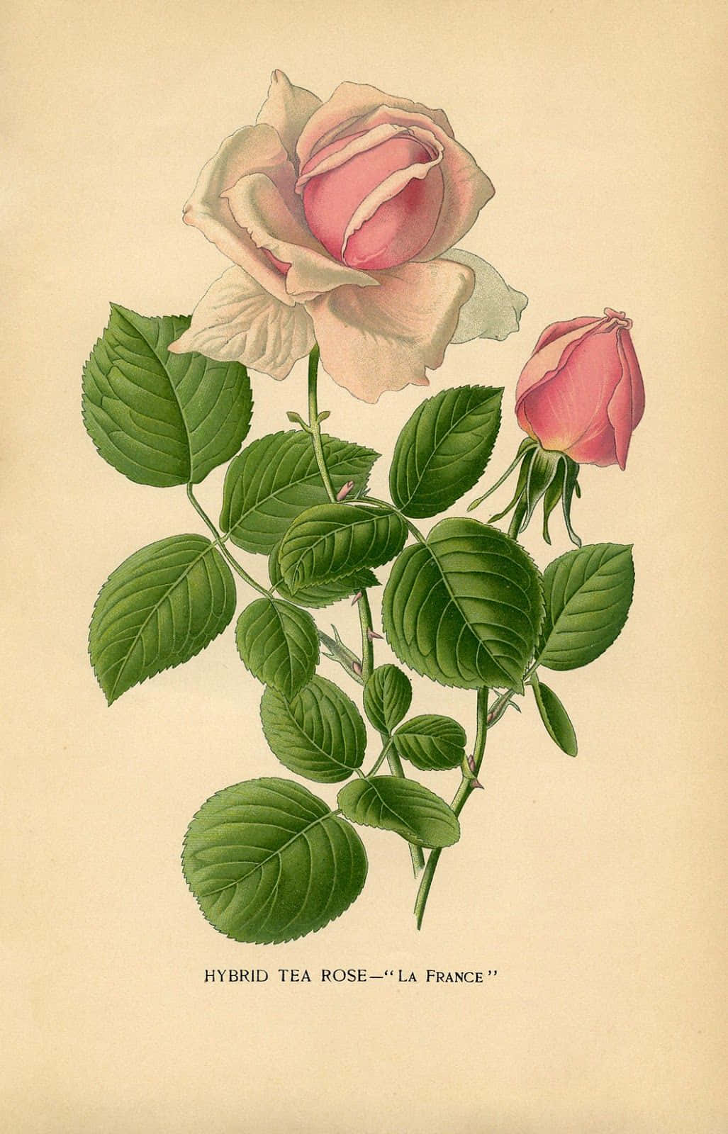 Vintage Rose 桌布 壁紙 — 一幅復古植物插圖，描繪了雜交茶香玫瑰「La France」，帶有柔軟的粉紅色花瓣和茂盛的綠葉，位於泛黃的奶油色紙上。