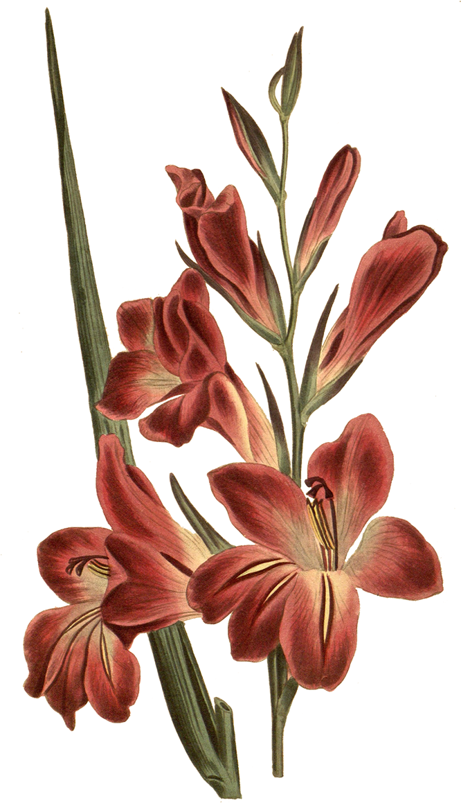 劍蘭 桌布 壁紙 — 一幅復古植物插圖，描繪深紅色劍蘭花朵和綠色莖幹，襯托在純黑背景上。