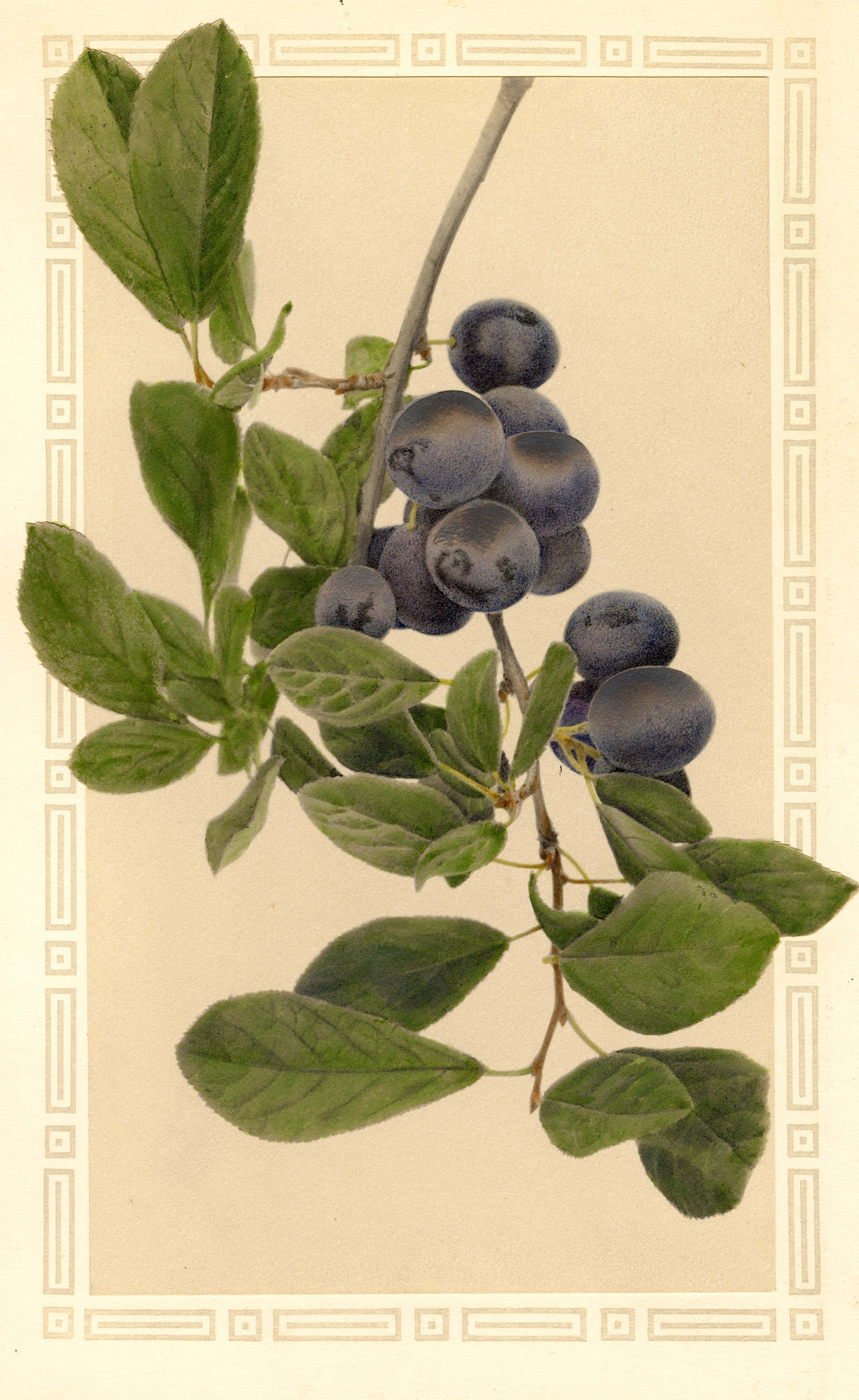 Fruit 桌布 壁紙 — 一幅復古植物插圖，描繪深紫色李子掛在樹枝上，襯托著茂盛的綠葉和奶油色背景。