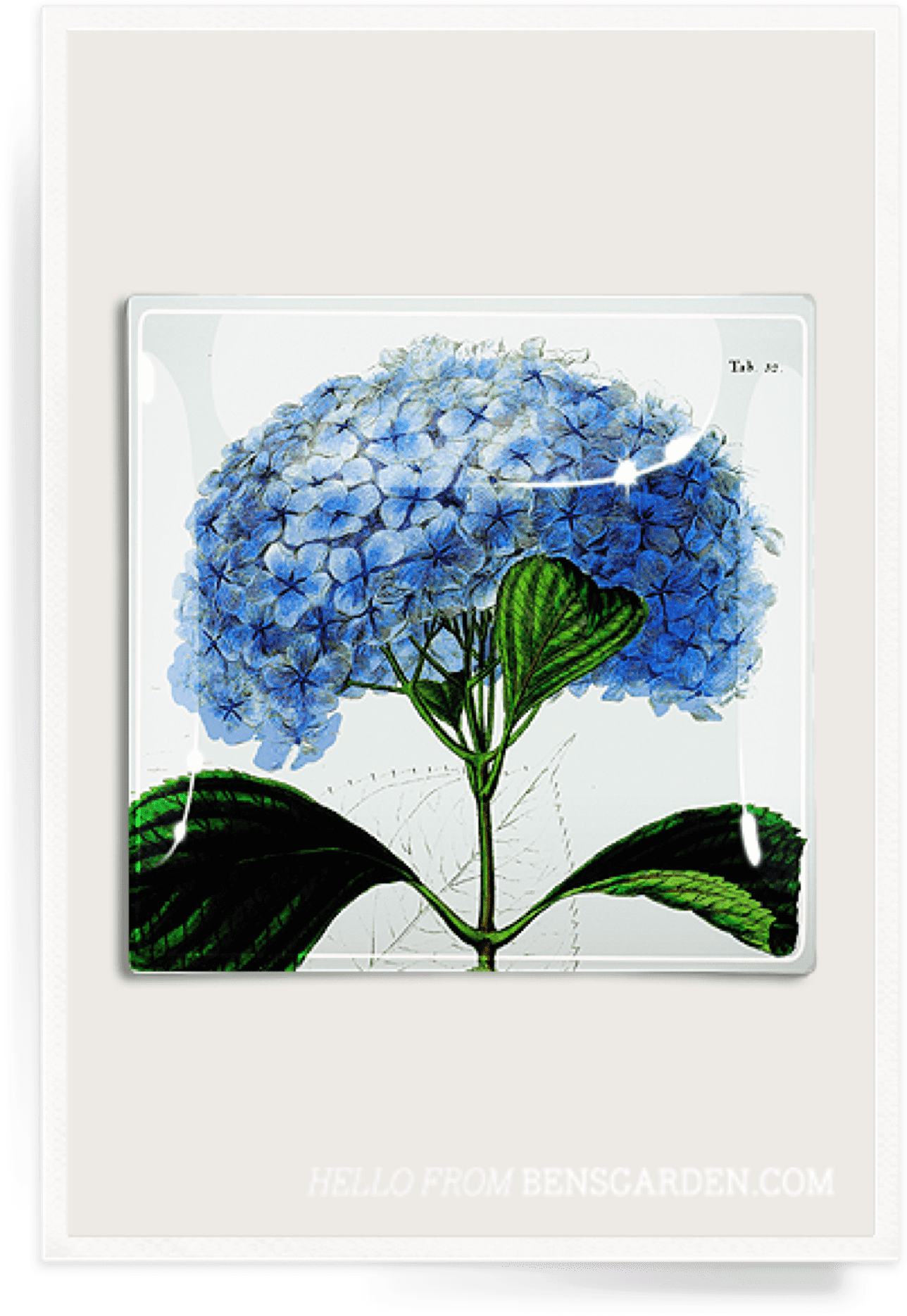 Hydrangea 桌布 壁紙 — 一幅復古植物插圖，描繪藍色繡球花，帶有詳細的綠色葉子，背景為白色。