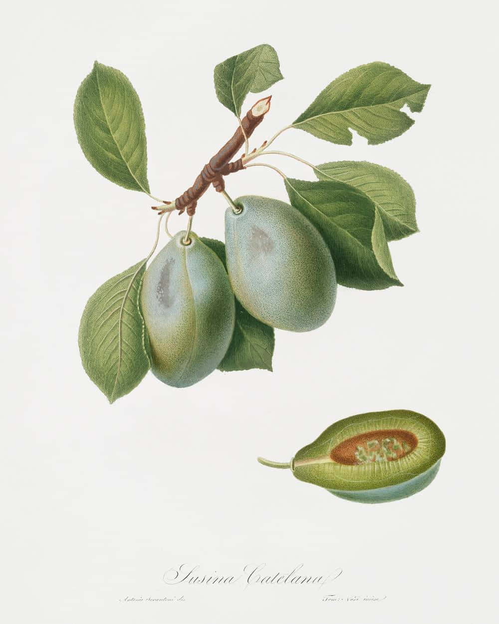 Food Photography 桌布 壁紙 — 一幅復古植物插圖展示樹枝上有兩顆綠色李子與葉子，以及一顆切半的李子露出果核。
