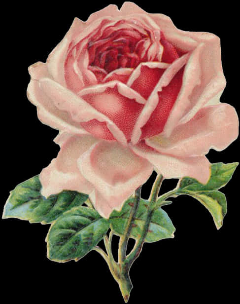 Pink Rose 桌布 壁紙 — 一幅復古風格插圖，描繪一朵完全盛開的粉紅色玫瑰，帶有深紅色花心和綠色葉子，襯托在純黑背景上。