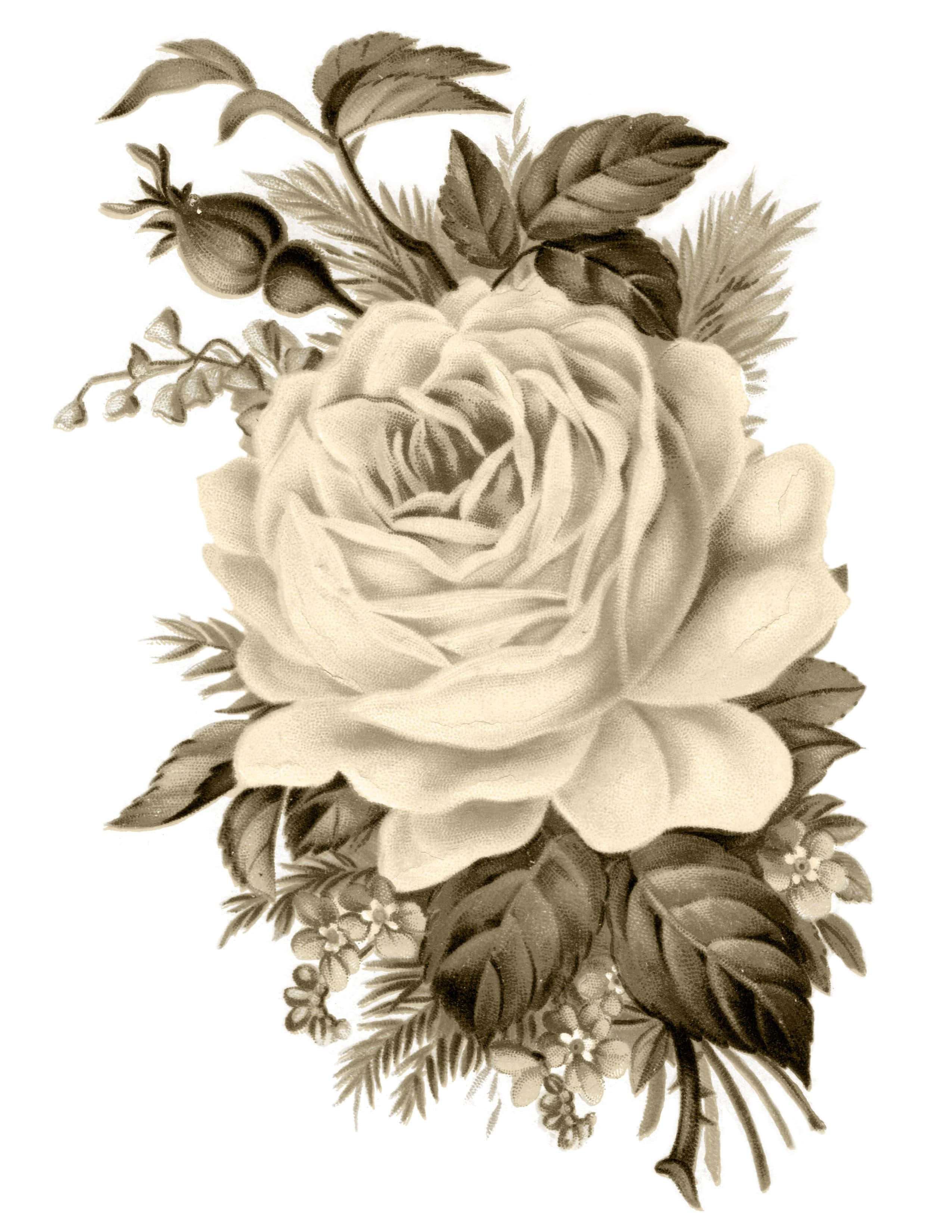 Vintage Rose 桌布 壁紙 — 一幅復古黑白插圖，描繪一朵大玫瑰，周圍環繞著葉子和小花，帶有細膩的陰影。