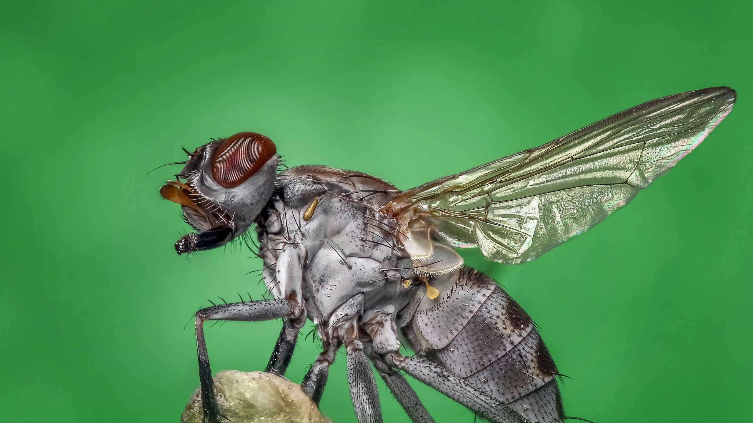 fly 桌布 壁紙 — 一幅微距照片，拍攝一隻細節豐富的蒼蠅，擁有紅色大眼睛和半透明翅膀，背景為純綠色。