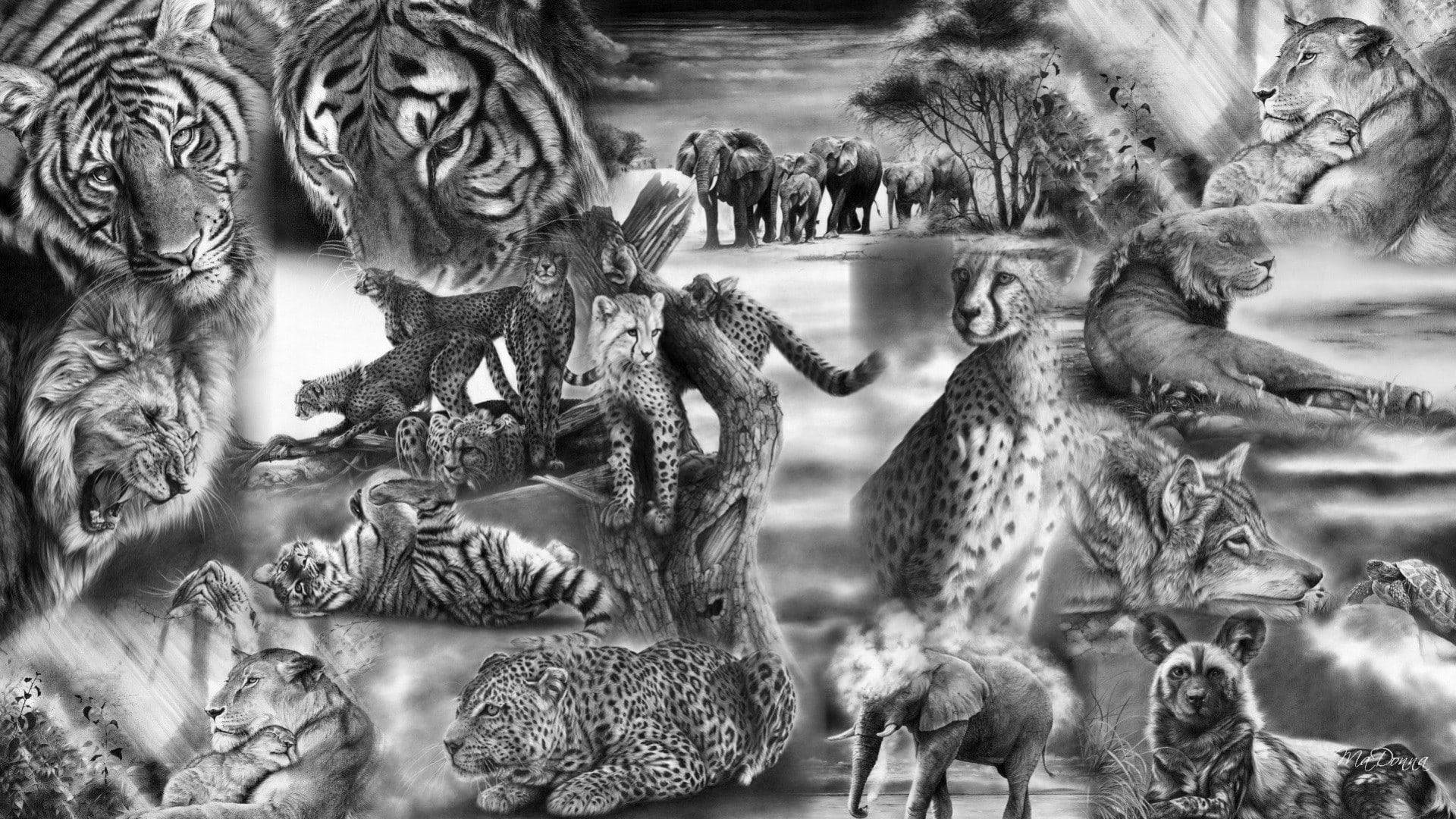 獅子 桌布 壁紙 — 一幅戲劇性的黑白拼貼畫，描繪兇猛的野生貓科動物和大型貓科動物，如老虎、獅子、豹子和獵豹，姿勢動感十足。