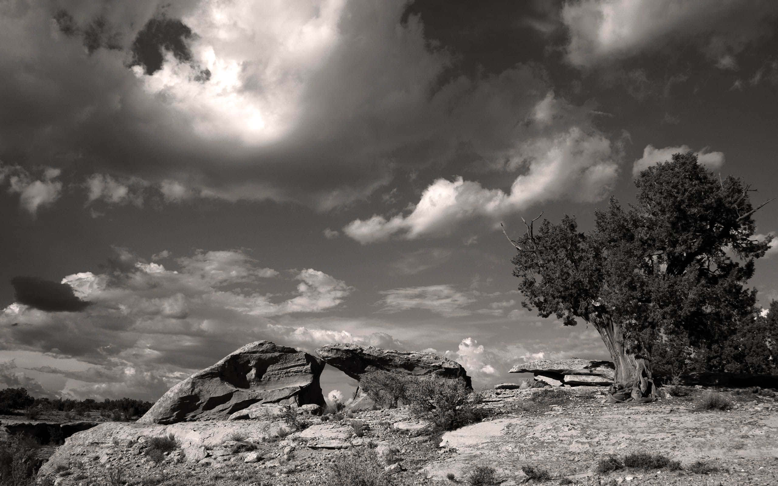 Black And White Nature 桌布 壁紙 — 一幅戲劇性的黑白風景，描繪一棵孤樹在動盪的天空下矗立於大型岩石旁邊。