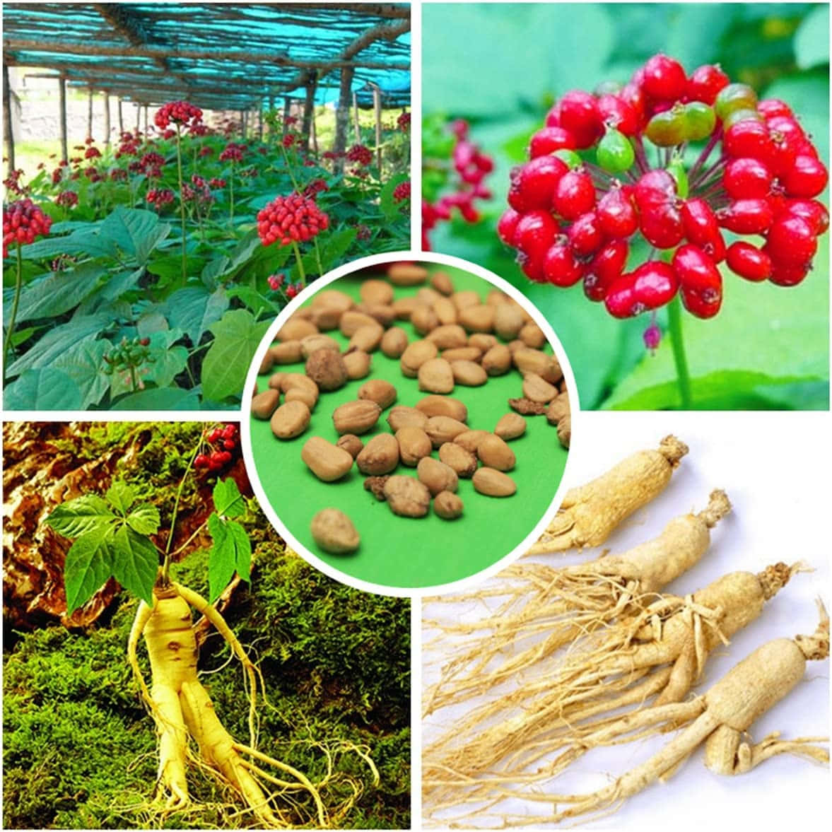 Ginseng Plant 桌布 壁紙 — 一幅拼貼畫，展示在棚架下生長的帶有紅色漿果的人參植物、從苔蘚中長出的綠色根莖以及白色表面上的乾人參根。