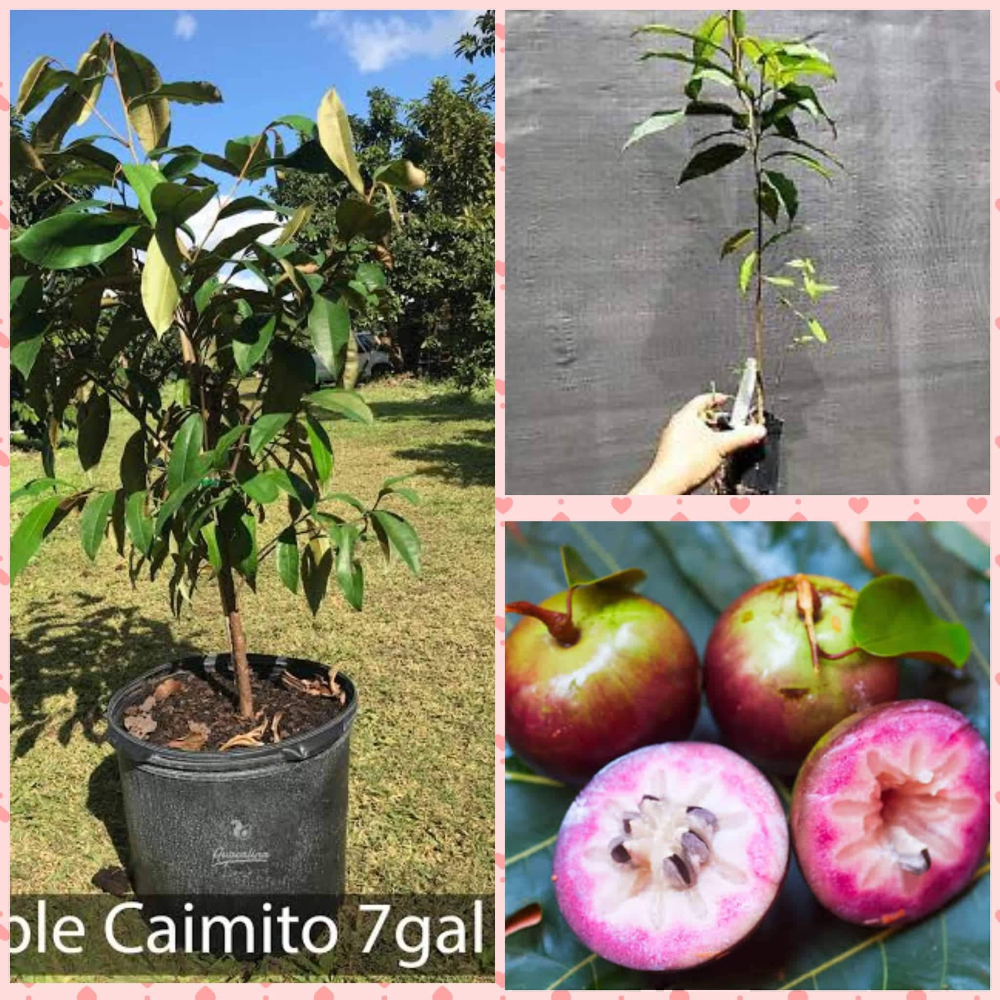 Plant 桌布 壁紙 — 一幅拼貼畫，展示戶外盆栽的凱米托樹、一隻手拿著小樹苗，以及切開露出種子的鮮豔粉紅色果肉凱米托果實。