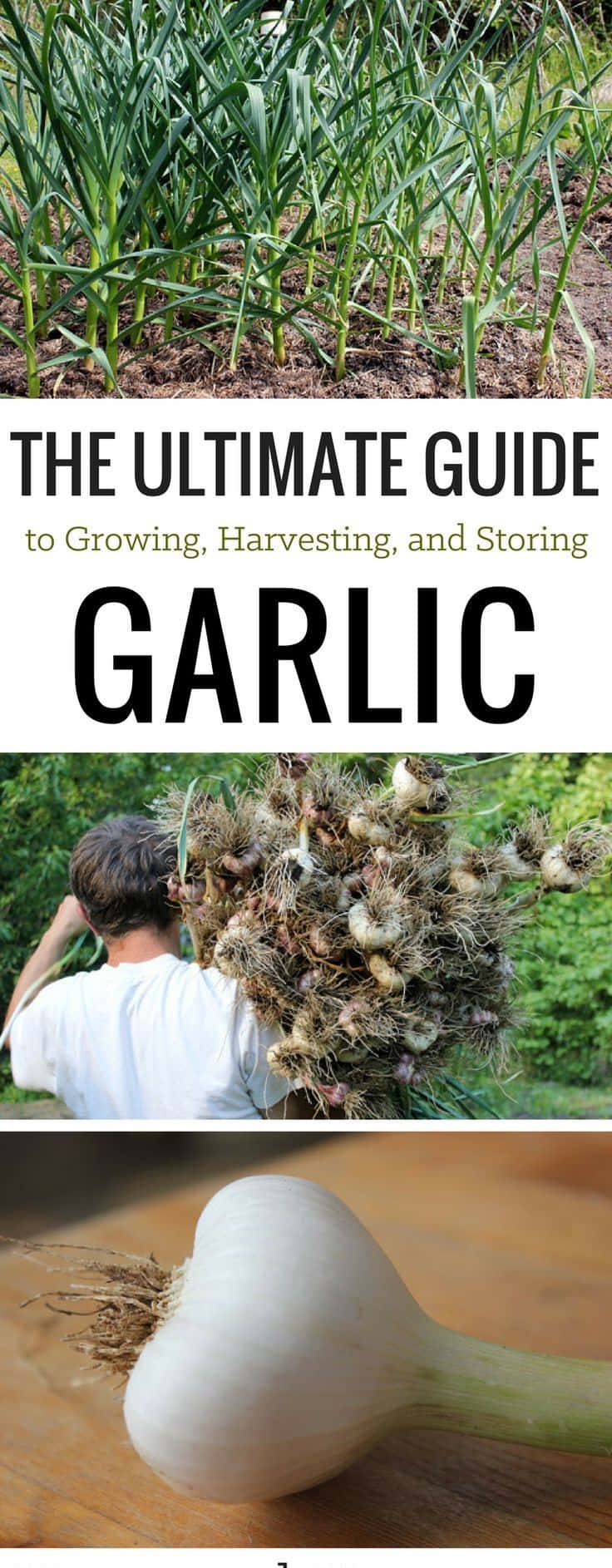 Garlic Plant 桌布 壁紙 — 一幅拼貼畫，顯示大蒜植物在土壤中生長、一個人攜帶收穫的大蒜球莖，以及一個大蒜瓣在木頭上的特寫。
