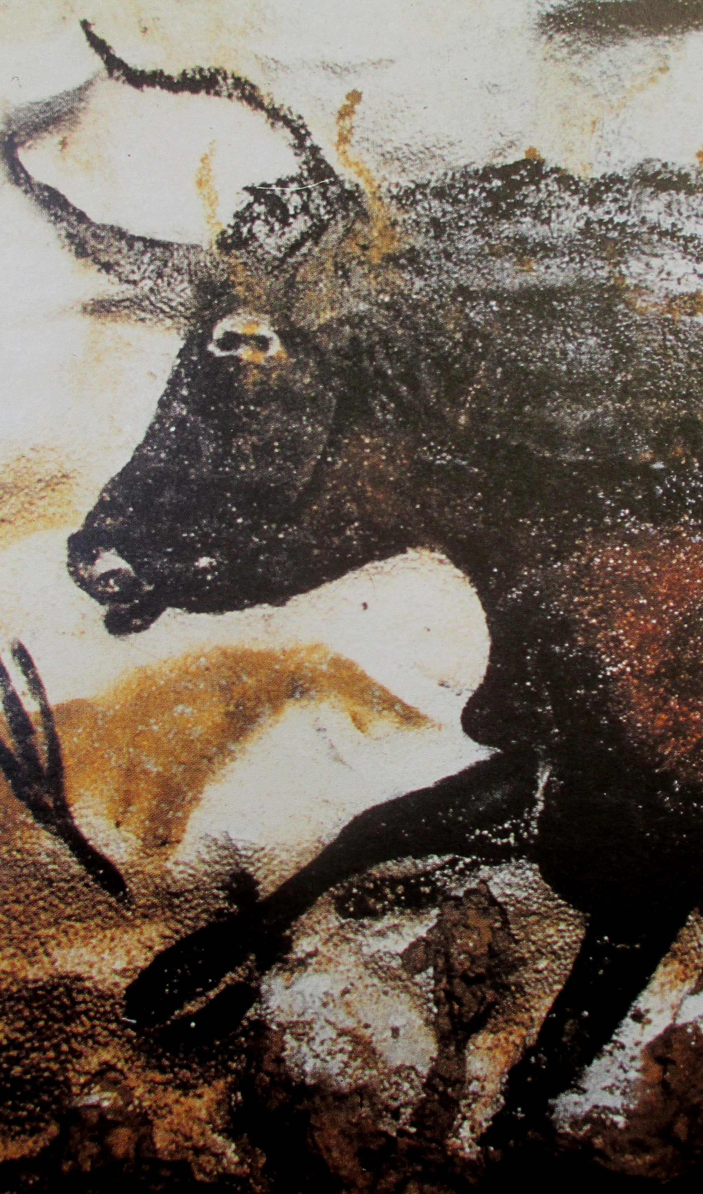 Lascaux Caves 桌布 壁紙 — 一幅有紋理的深色公牛畫像，帶有彎曲的角，背景為斑駁的土色。