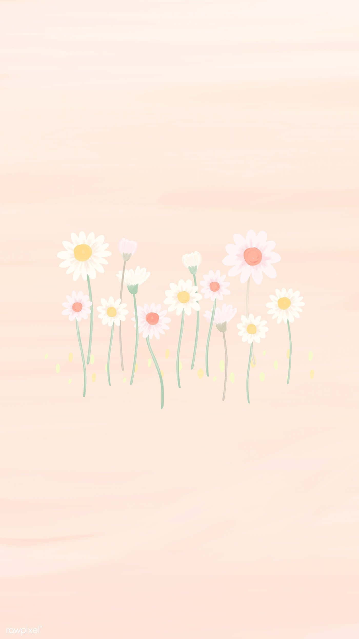 Spring Pastel 桌布 壁紙 — 一幅柔和粉彩插圖，雛菊帶有黃色和粉紅色花心，在蜜桃漸層背景上輕輕綻放。