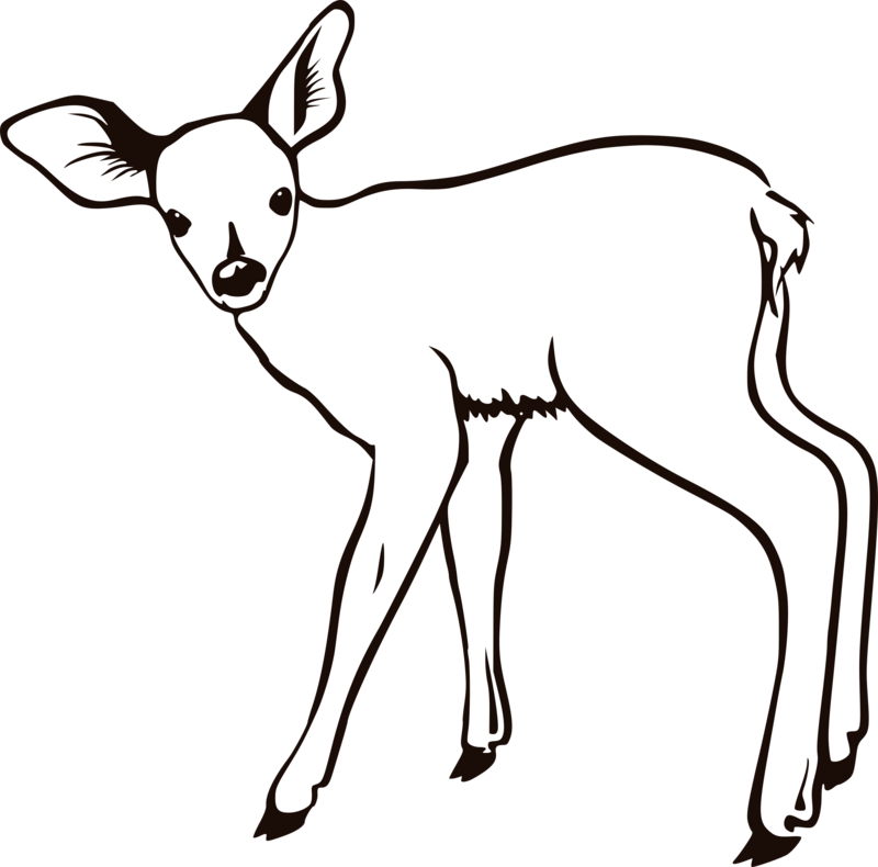 fawn 桌布 壁紙 — 一幅極簡黑白線條畫，描繪一隻年輕的鹿在純黑色背景上警覺地站立。