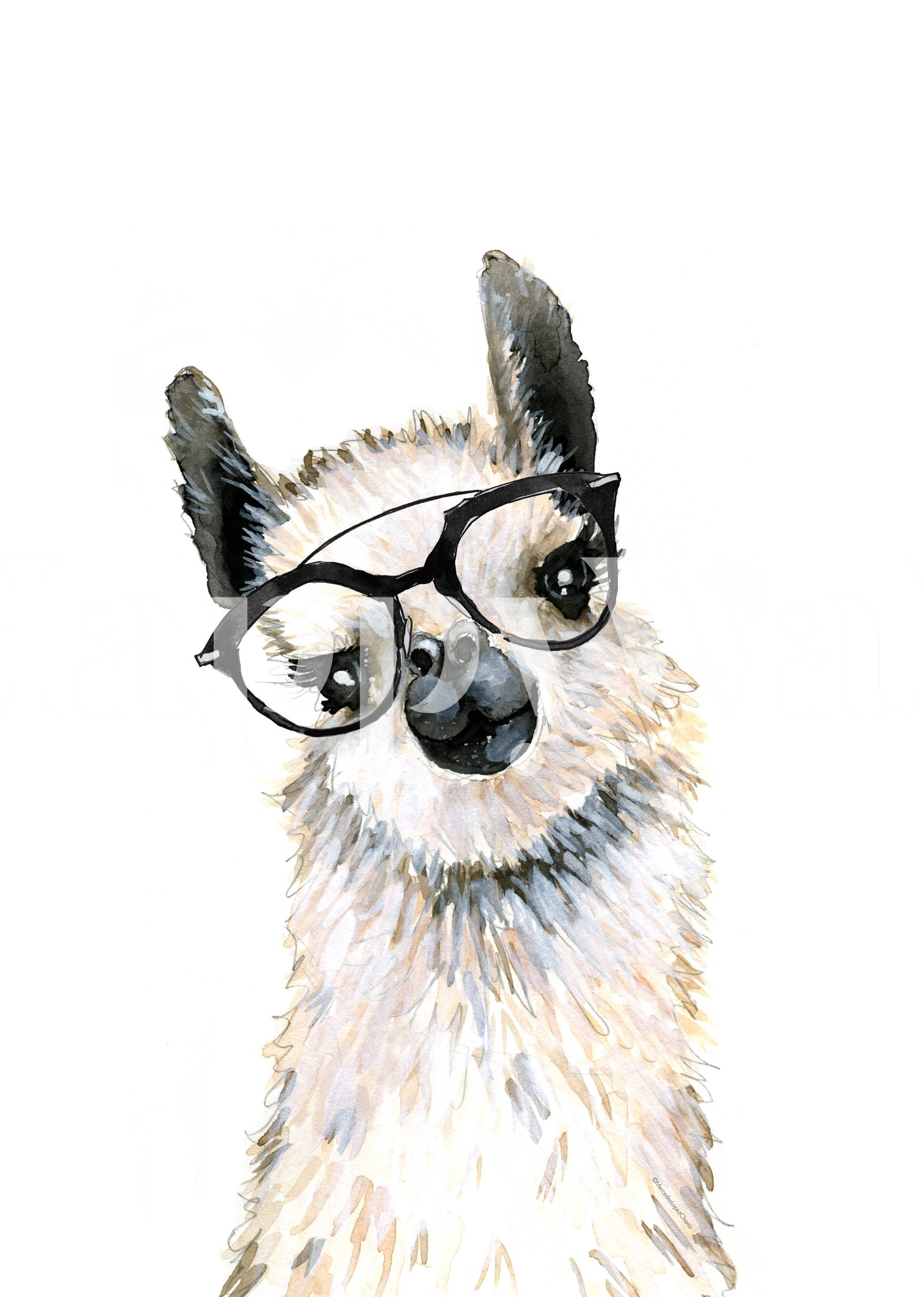 動物 桌布 壁紙 — 一幅水彩插圖，描繪一隻戴著黑色框眼鏡的毛茸茸羊駝，背景為純白色。