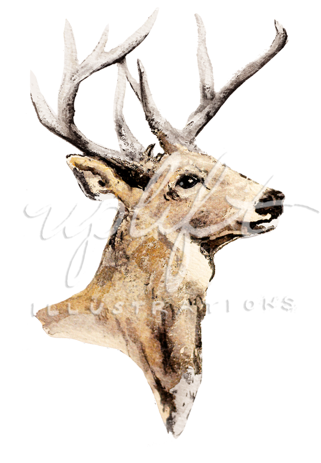 Elk 桌布 壁紙 — 一幅水彩插圖，描繪一隻雄偉的鹿頭，帶有巨大的鹿角，背景為純黑色。