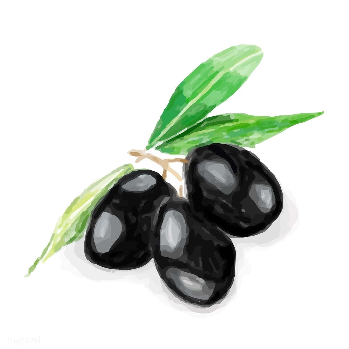 Black Olives 桌布 壁紙 — 一幅水彩插圖，描繪三顆帶有鮮綠色葉子的光澤黑橄欖，背景為白色。