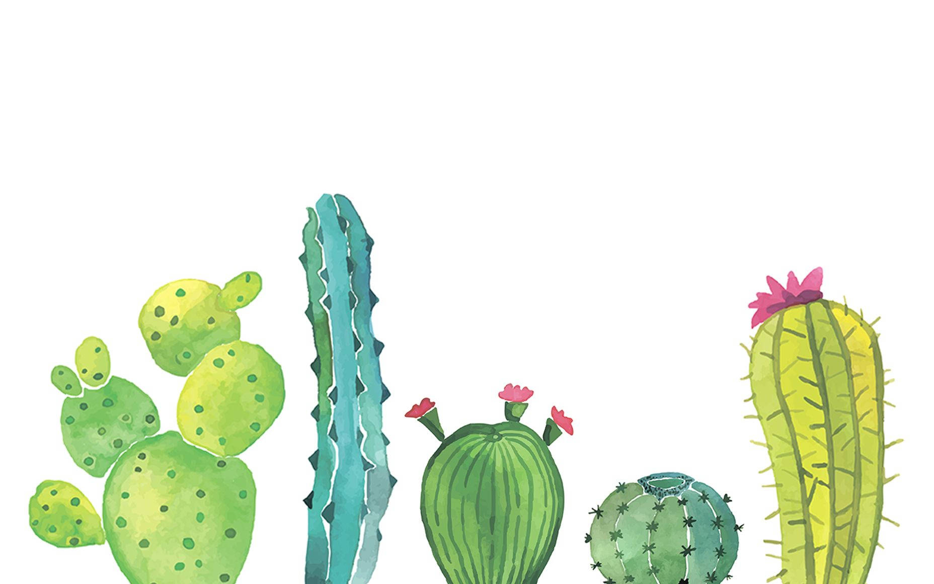Cactus 桌布 壁紙 — 一幅水彩插圖，描繪了五種不同的仙人掌，帶有粉紅色花朵，背景為潔淨的白色。
