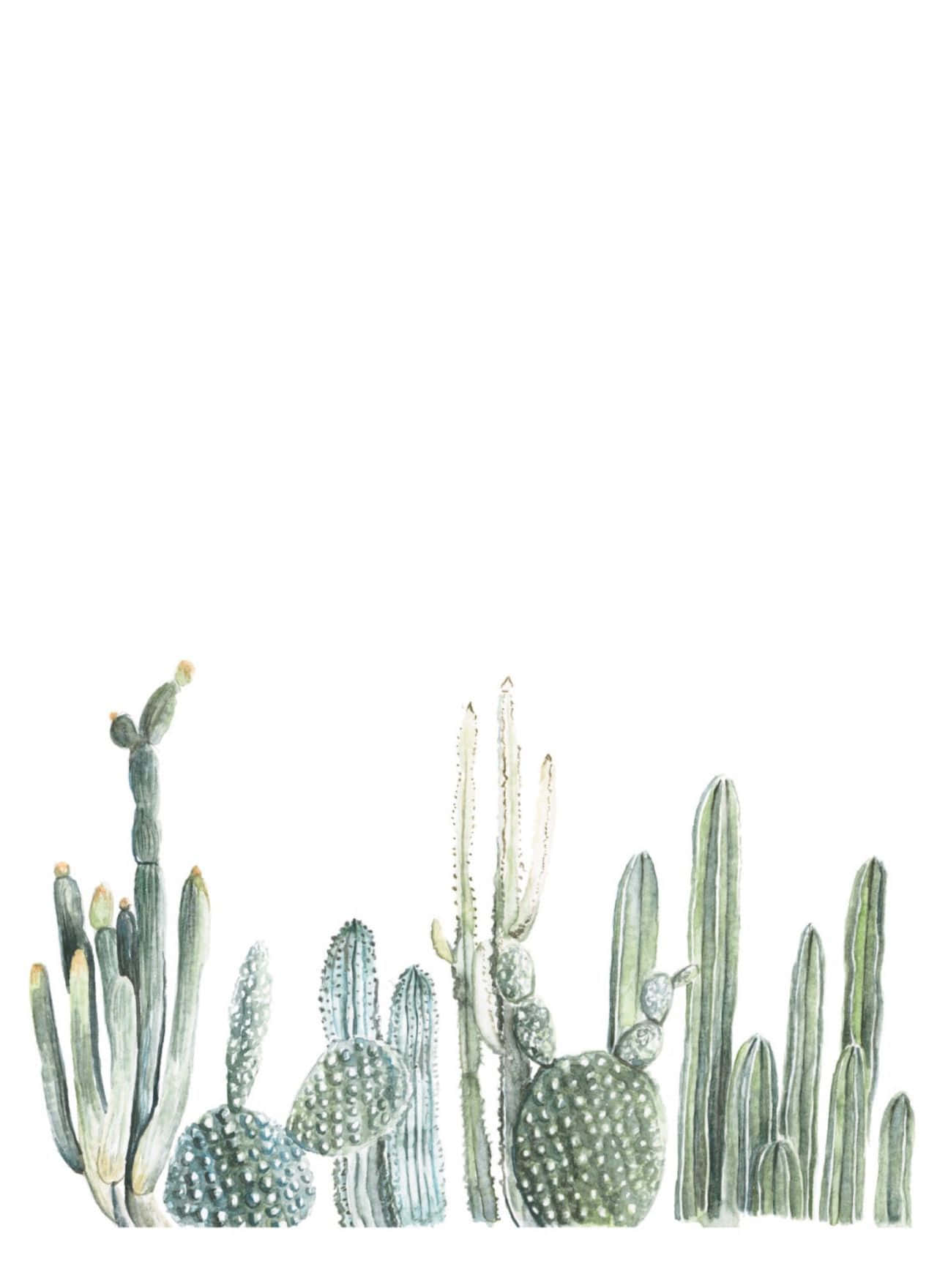 Cactus 桌布 壁紙 — 一幅水彩插圖，描繪了各種帶刺的綠色仙人掌，在純白色背景上排成一排。