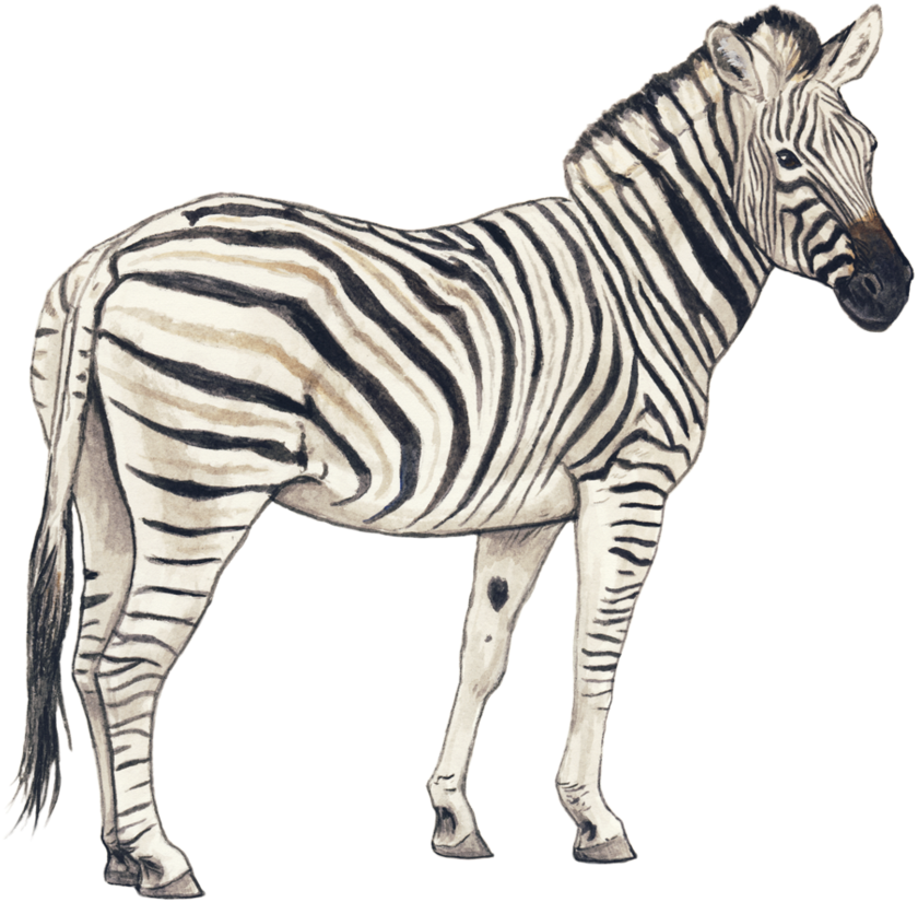 Zebra 桌布 壁紙 — 一幅水彩插圖，斑馬側身站立在純黑色背景前。