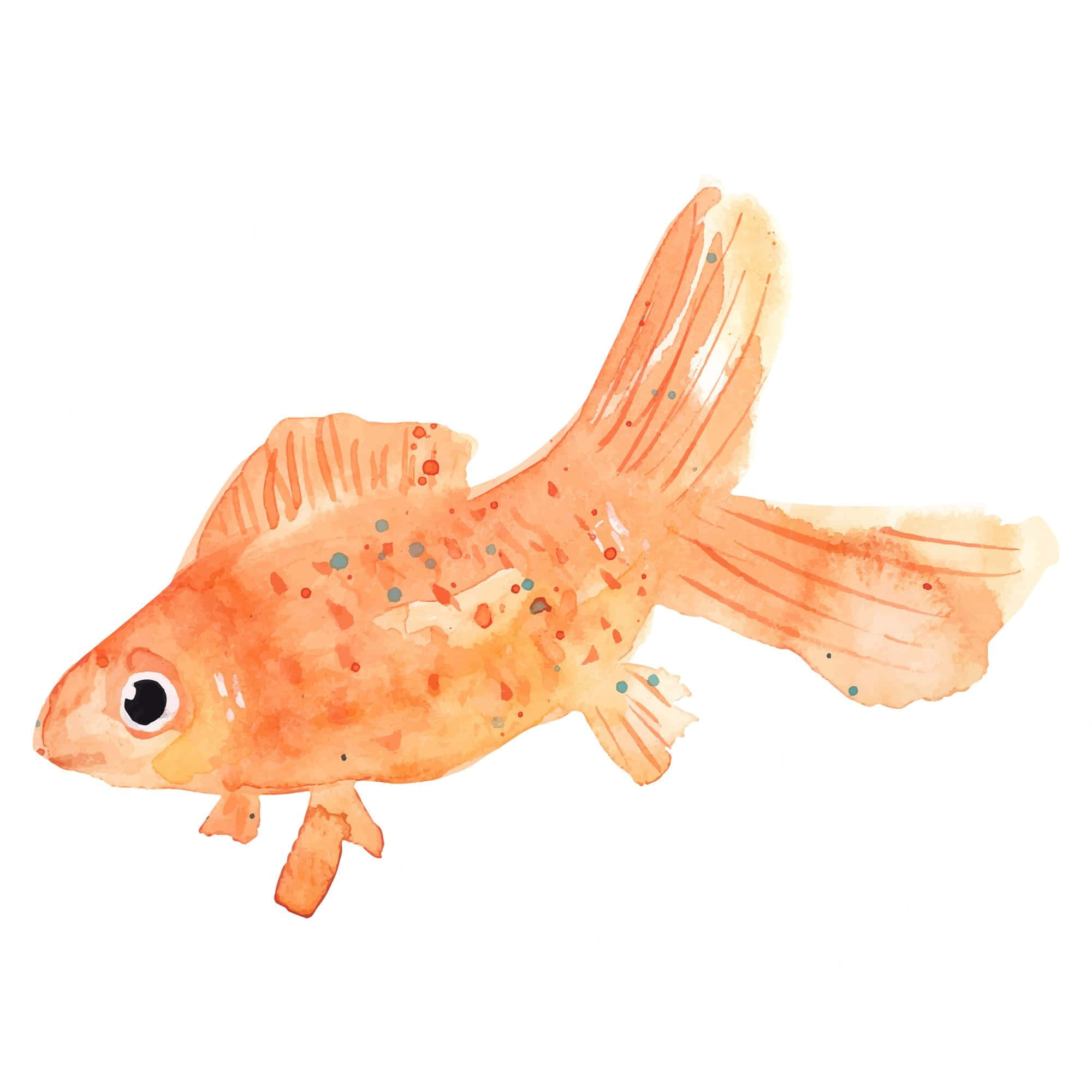 Goldfish 桌布 壁紙 — 一幅水彩畫，描繪一條鮮豔的橙色金魚，帶有斑點圖案和流動的魚鰭，背景為純白色。