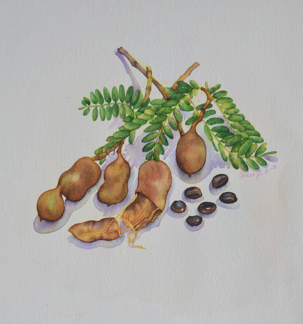 beans 桌布 壁紙 — 一幅水彩畫，描繪羅望子莢和葉子，種子散落在有紋理的紙上。
