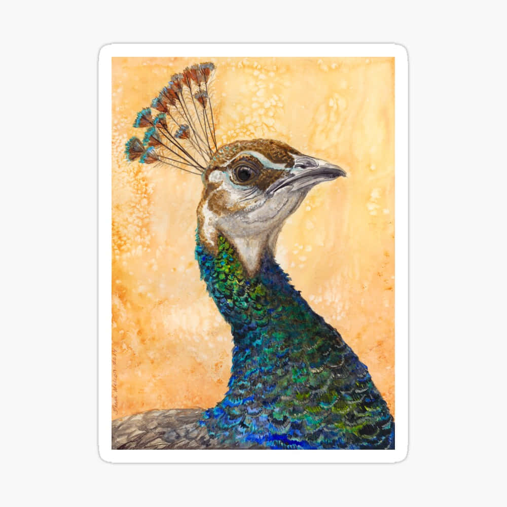 Peahen 桌布 壁紙 — 一幅水彩畫像，描繪一隻孔雀，帶有虹彩藍綠色頸羽和小冠羽，背景為有紋理的金色。