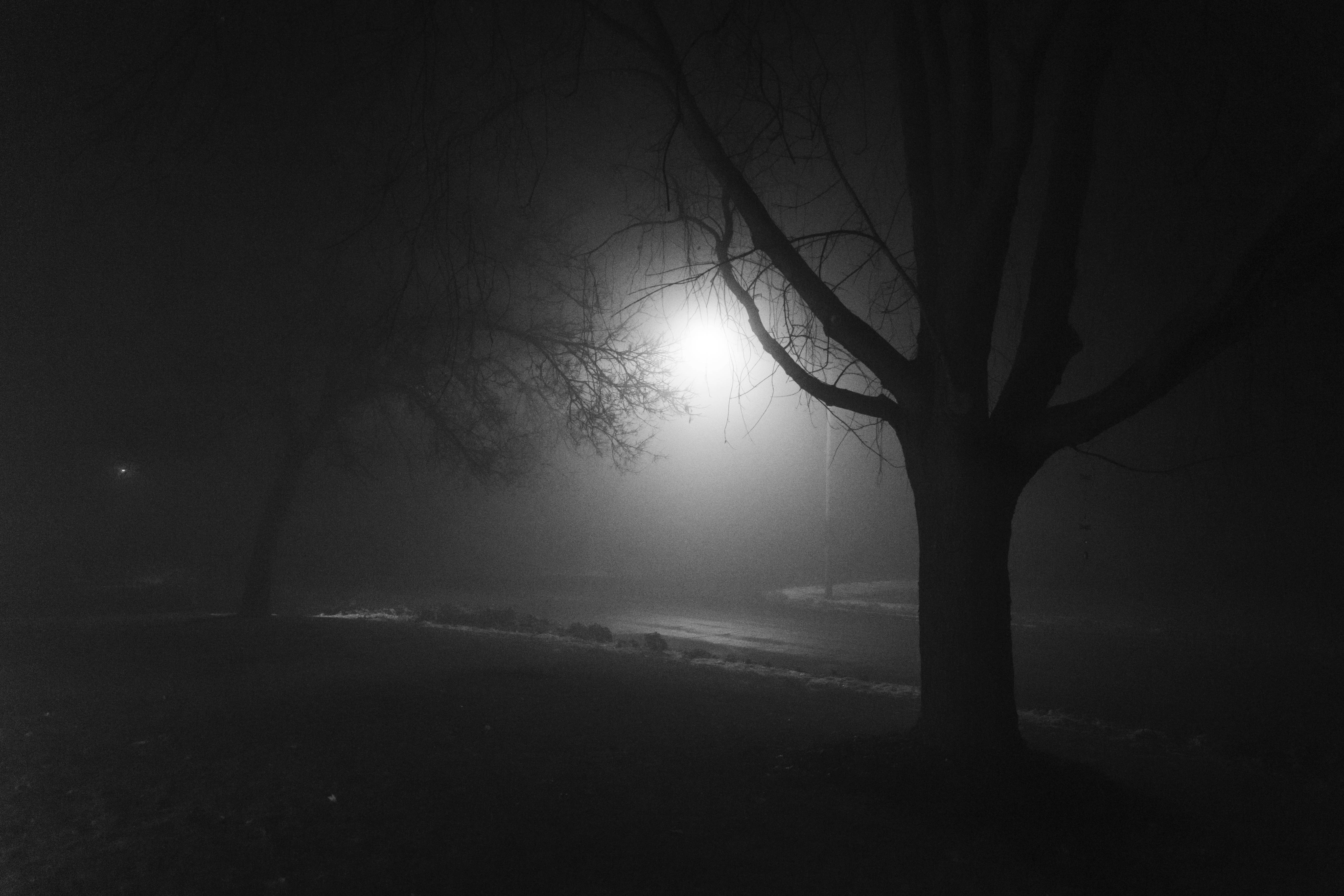 Depressing 桌布 壁紙 — 一幅清晰的黑白夜景，光禿禿的樹木在明亮街燈穿透濃霧的映照下形成剪影。