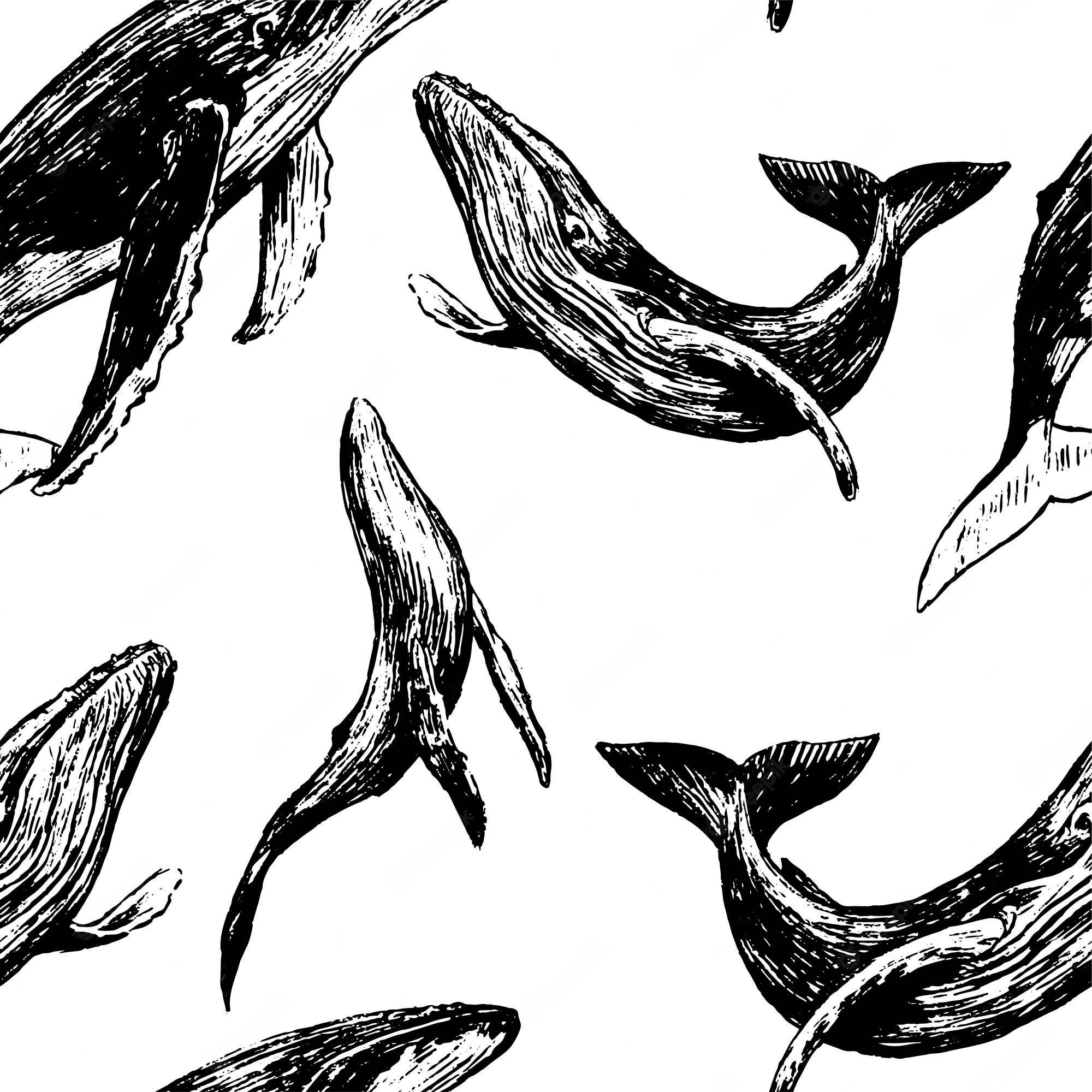 sketch 桌布 壁紙 — 一幅無縫的黑白插圖，描繪鯨魚在潔白背景上以各種動態姿勢游泳。