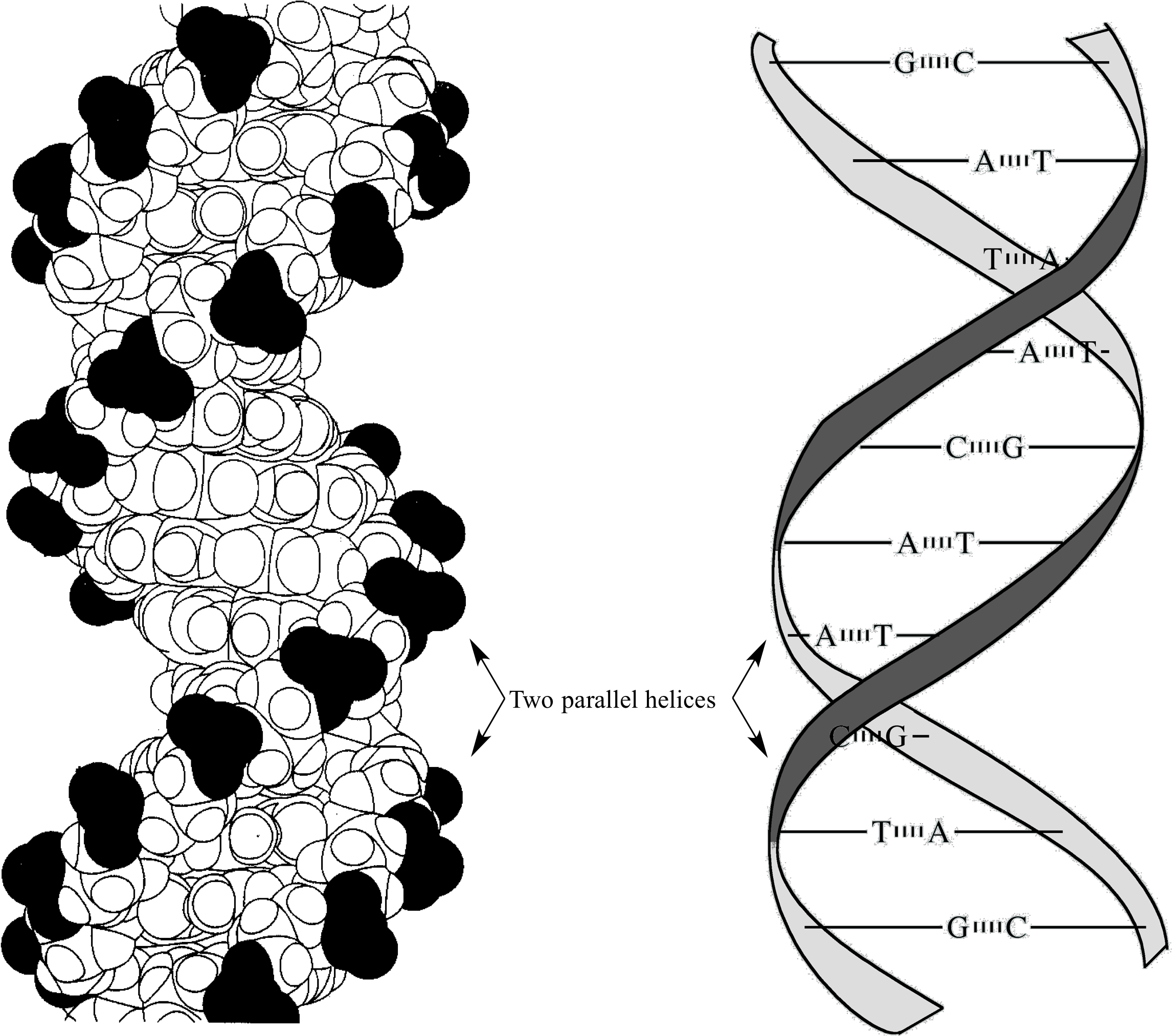 Interactive 桌布 壁紙 — 一幅科學插圖，展示帶有標記鹼基對的DNA雙螺旋結構和分子結構圖，背景為黑色。