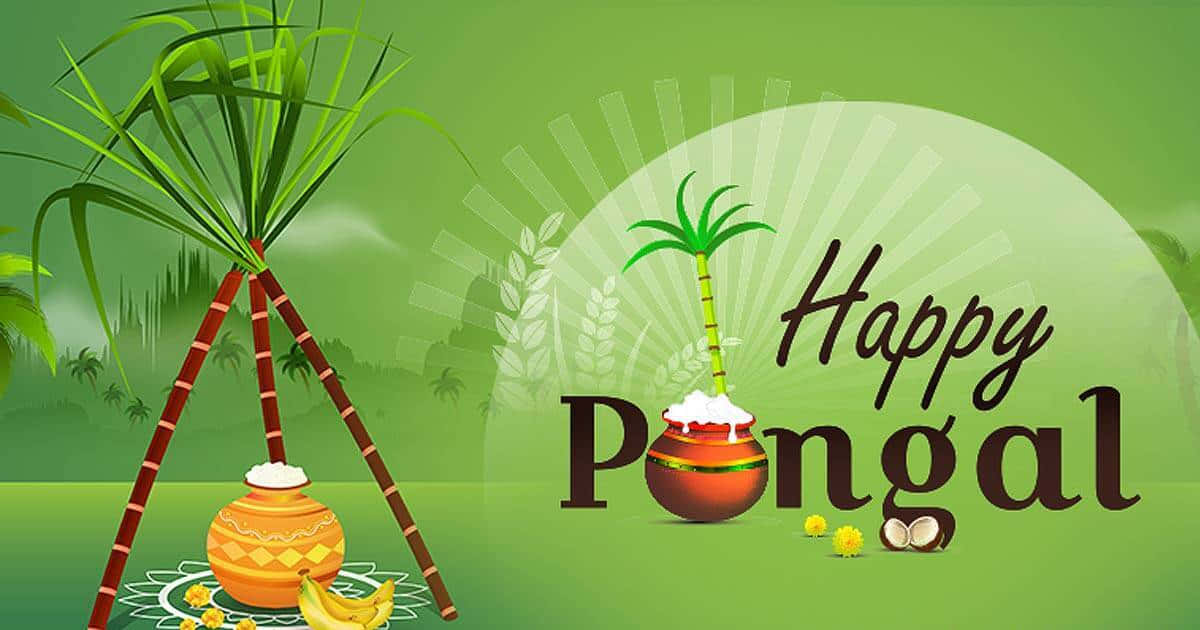 Pongal 桌布 壁紙 — 一幅節日插圖慶祝豐收節，傳統鍋中裝滿米飯和椰子，旁邊有甘蔗和香蕉，背景為綠色。