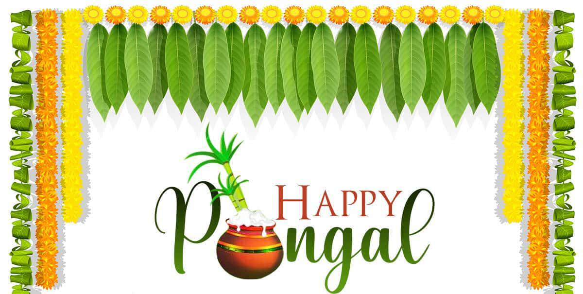 Pongal 桌布 壁紙 — 一幅節日插畫慶祝豐收節，畫中有米鍋、甘蔗和綠葉，周圍環繞著黃色萬壽菊和綠色花環。