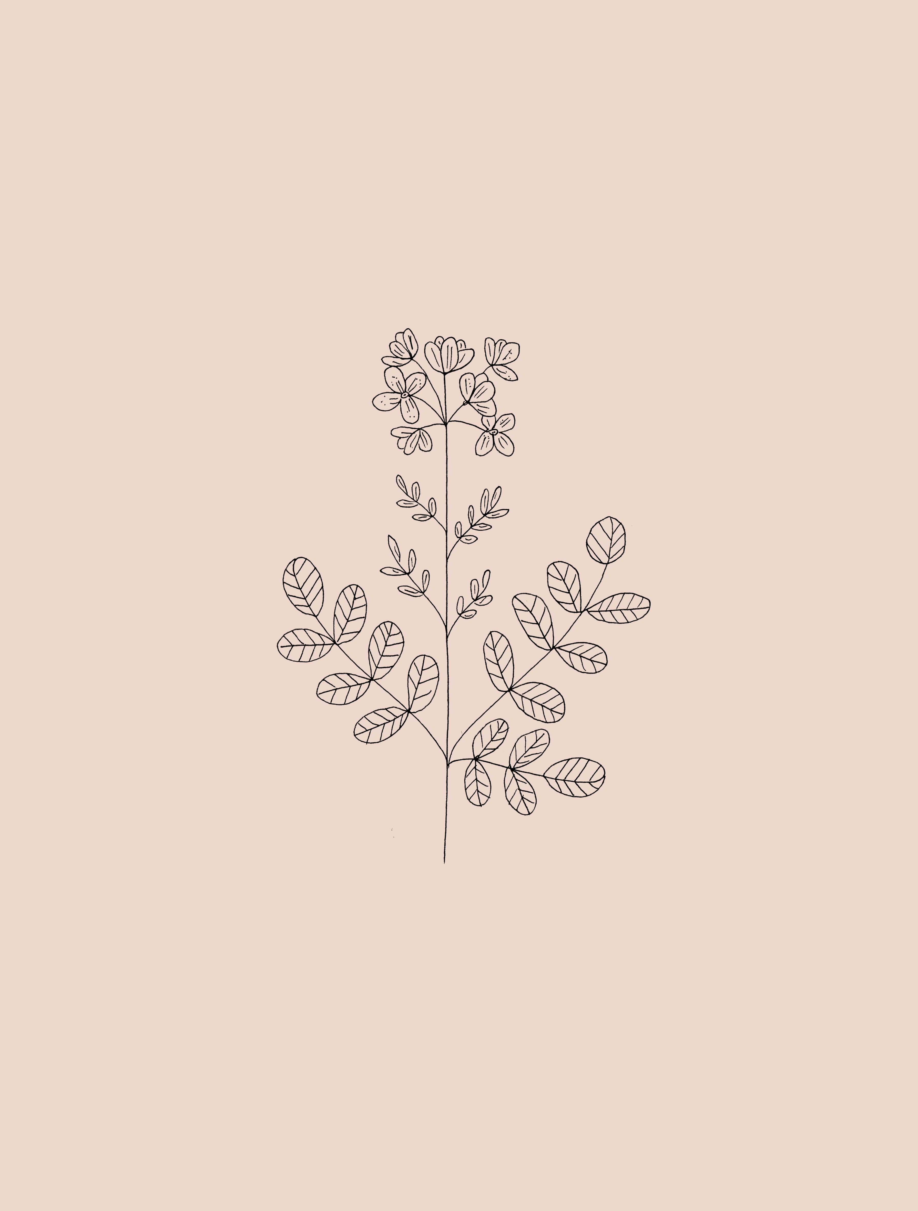 Flower Drawing 桌布 壁紙 — 一幅簡約線條畫，描繪帶有葉子和花朵的精緻植物，背景為柔和米色。