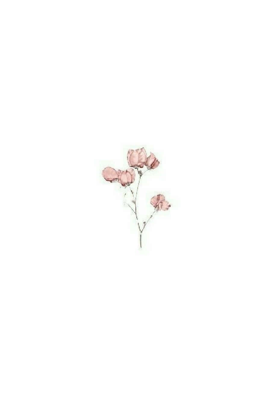 Pink And White Aesthetic 桌布 壁紙 — 一幅精緻的水彩插圖，描繪細長莖上的一小簇粉紅色花朵，背景為純白色。