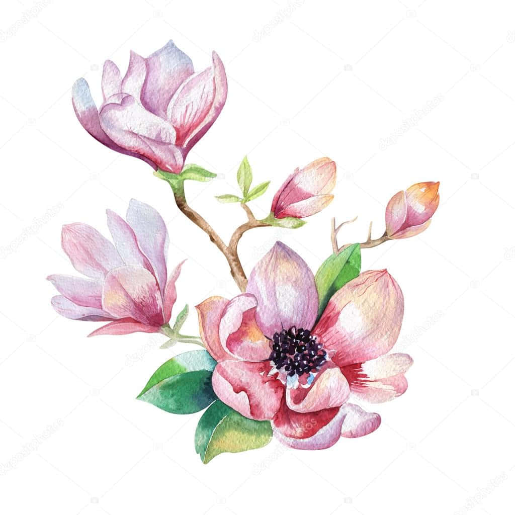 Paint Art 桌布 壁紙 — 一幅精緻的水彩畫，描繪了粉紅色木蘭花和花蕾，生長在帶有綠葉的纖細樹枝上，背景為白色。