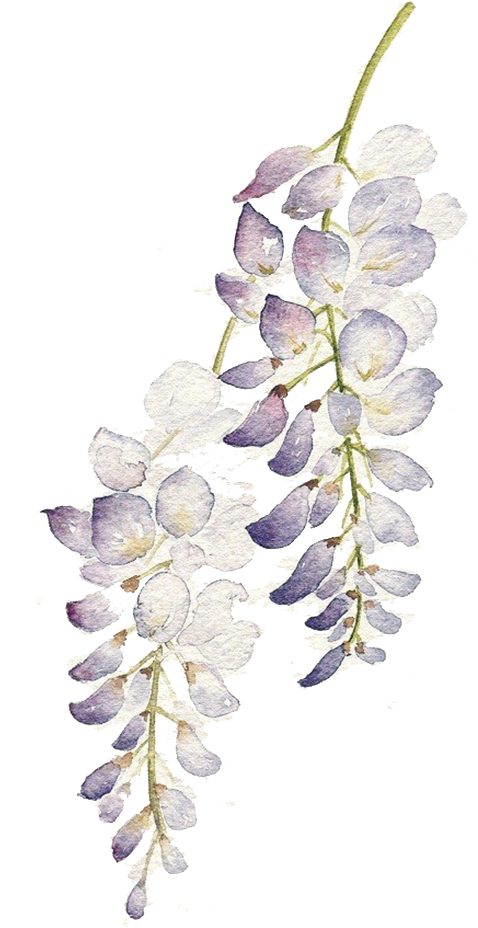 Watercolor 桌布 壁紙 — 一幅精緻的水彩紫藤蔓，柔和的紫色和白色花朵在純黑背景上如瀑布般垂落。